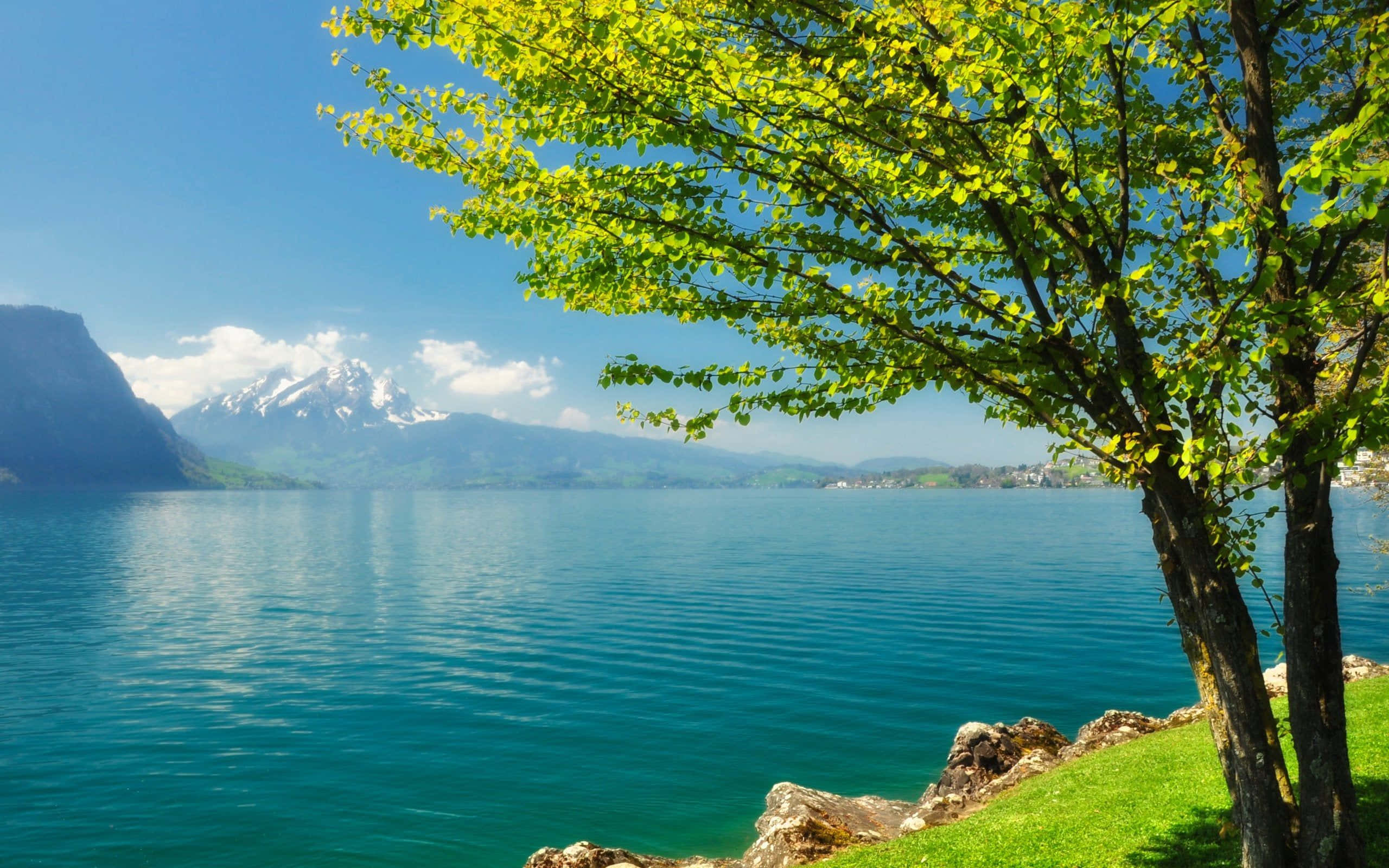 風景 桌布 壁紙 — 充滿活力的綠色樹枝框住了寧靜的碧綠湖泊，背景是白雪覆蓋的山脈，天空湛藍清澈。