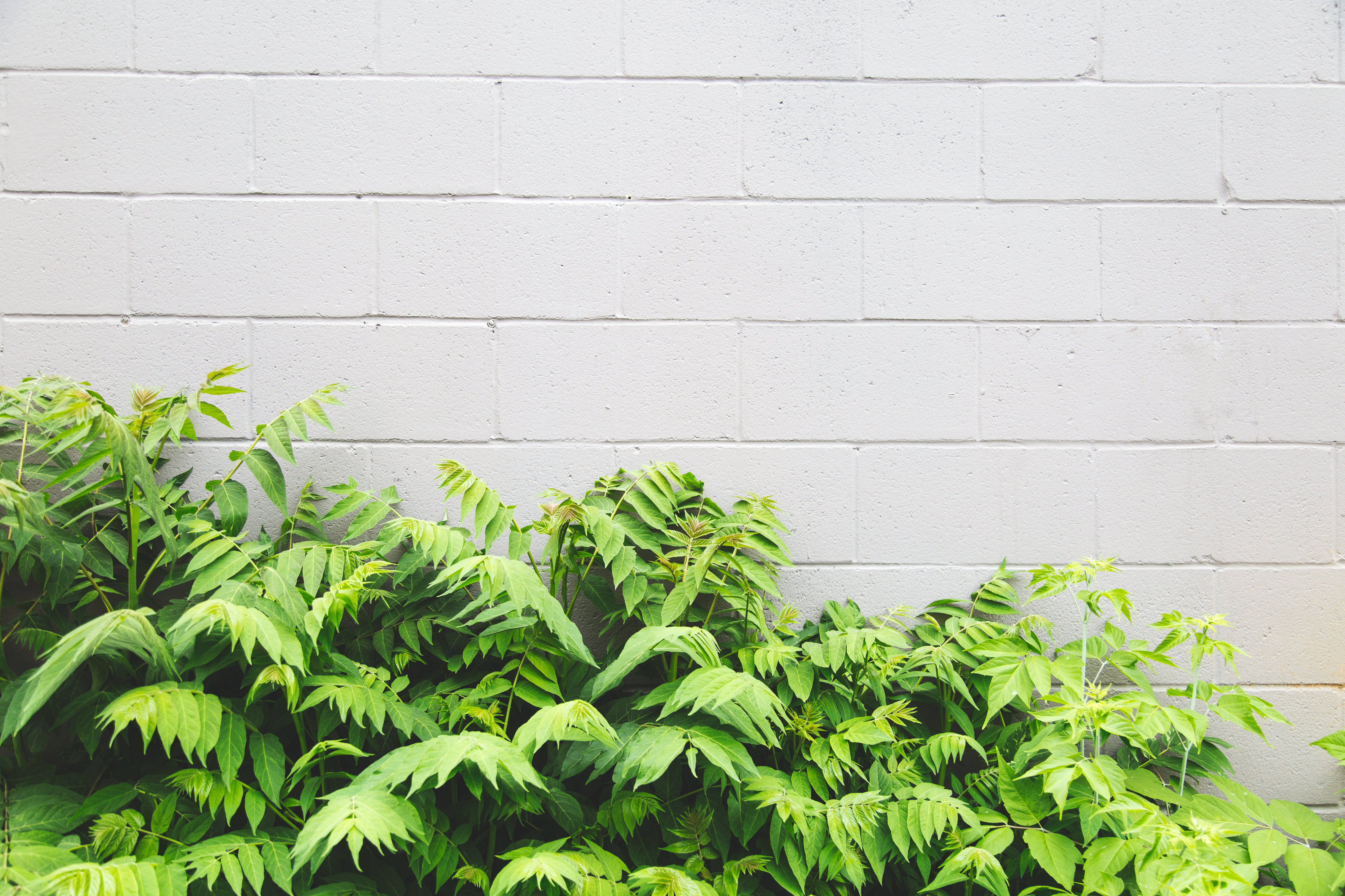 Greenery 桌布 壁紙 — 充滿活力的綠色樹葉在潔白的磚牆上綻放，營造出極簡的城市花園場景。