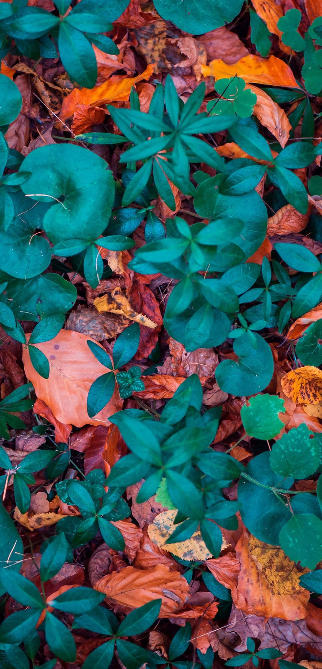 Fallen Leaves 桌布 壁紙 — 充滿活力的綠色樹葉從豐富的橙色和棕色落葉地毯中冒出。