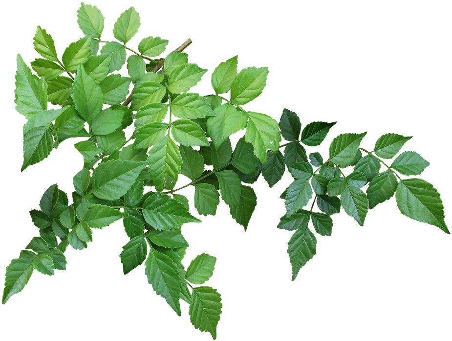 Tree Leaves 桌布 壁紙 — 充滿活力的綠色樹葉枝條，帶有細緻的葉脈和自然紋理，襯托在純黑背景上。