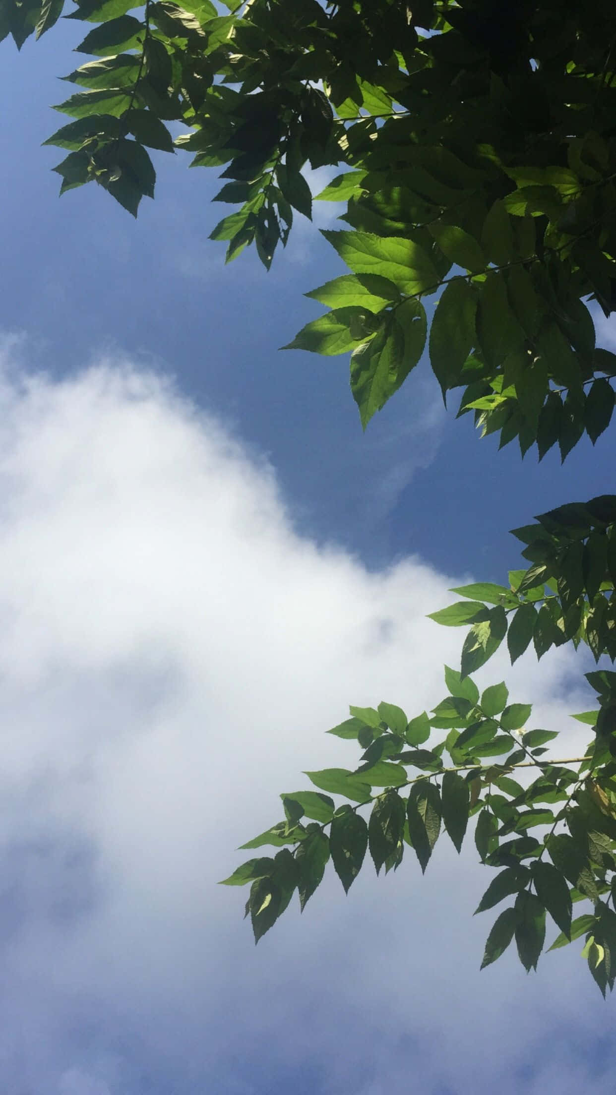 Aesthetic Sky 桌布 壁紙 — 充滿活力的綠色樹葉襯托著明亮的藍天，陽光普照的背景上有蓬鬆的白雲。