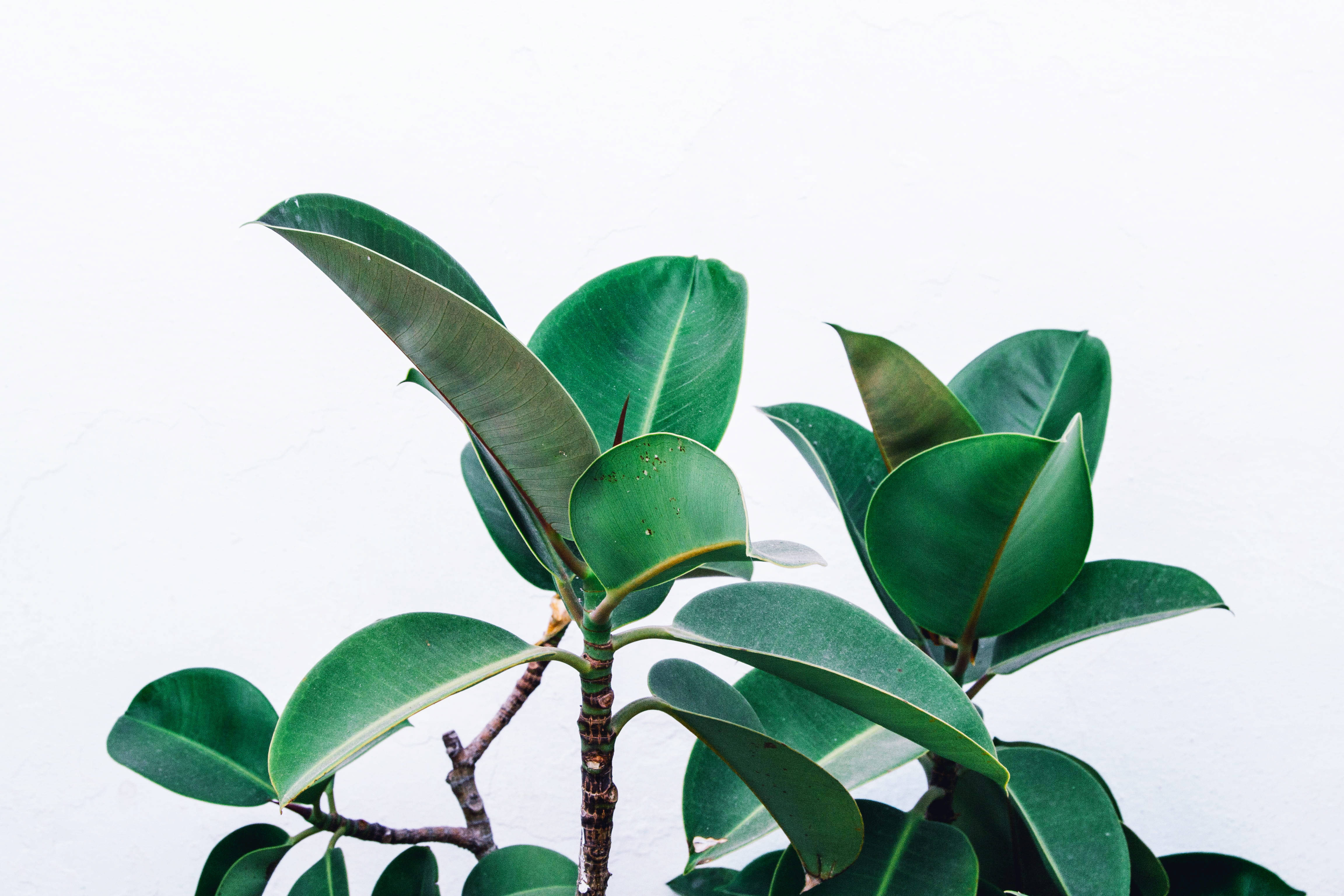 Plant Aesthetic 桌布 壁紙 — 充滿活力的綠色橡膠植物葉片，帶有光澤質感，在潔白的背景下脫穎而出。