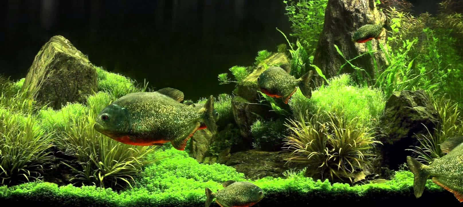 魚 桌布 壁紙 — 充滿活力的綠色水生植物和苔蘚環繞著優雅游動的 sleek 食人魚，在茂盛的水下水族箱場景中。