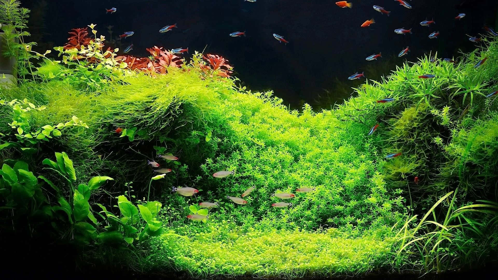 種植水族箱中茂盛的綠色水生植物和色彩繽紛的魚兒。 — 綠色自然 壁紙