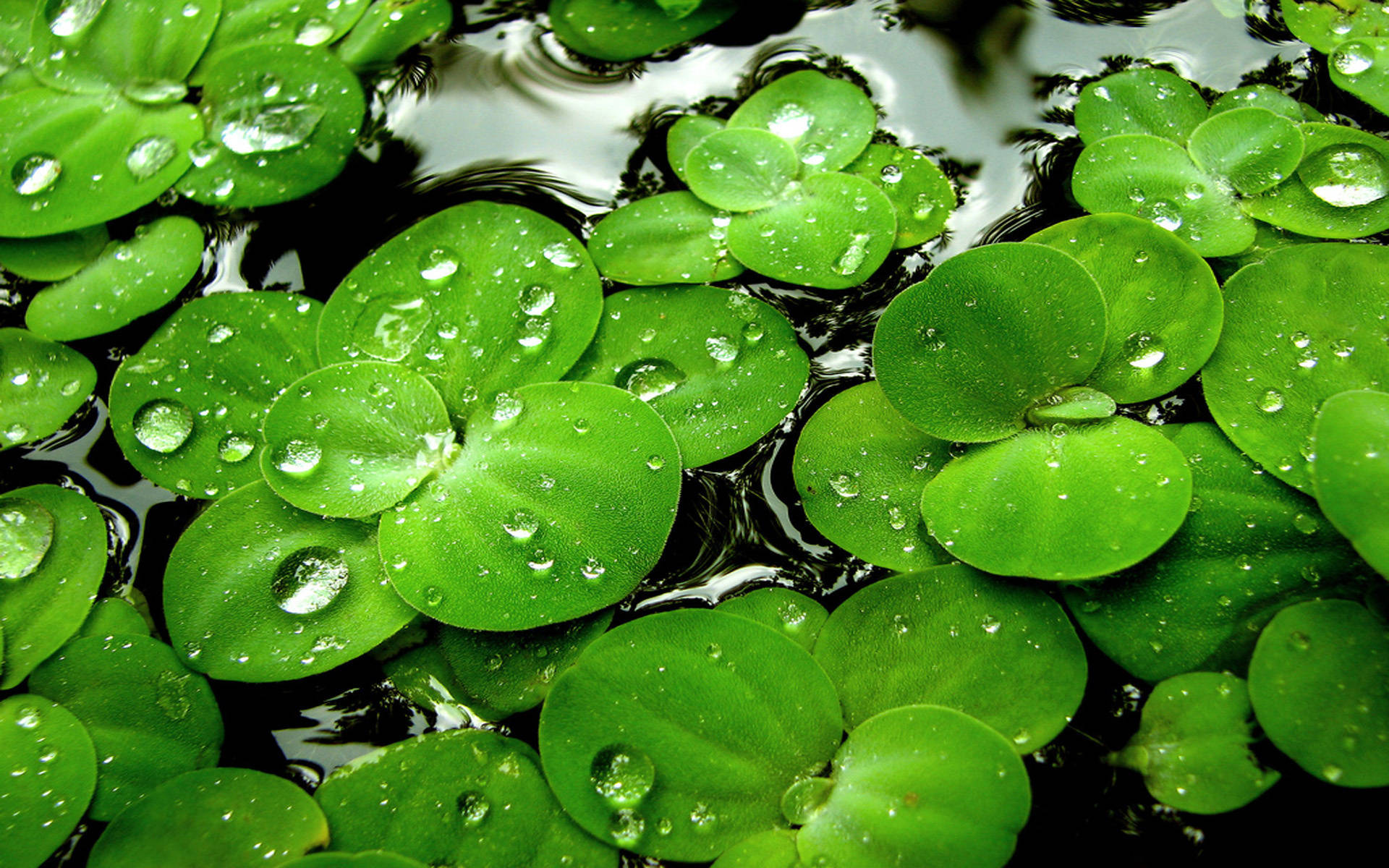 水 桌布 壁紙 — 充滿活力的綠色水萵苣葉漂浮在深色水上，閃爍的露珠捕捉光線。