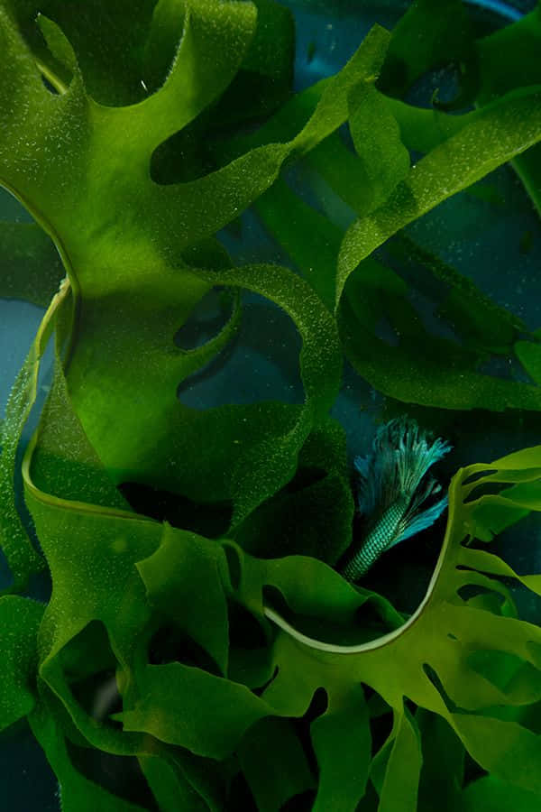 Seaweed 桌布 壁紙 — 充滿活力的綠色海帶葉在水下搖曳，一條小藍魚在寧靜的水中場景中探出頭來。