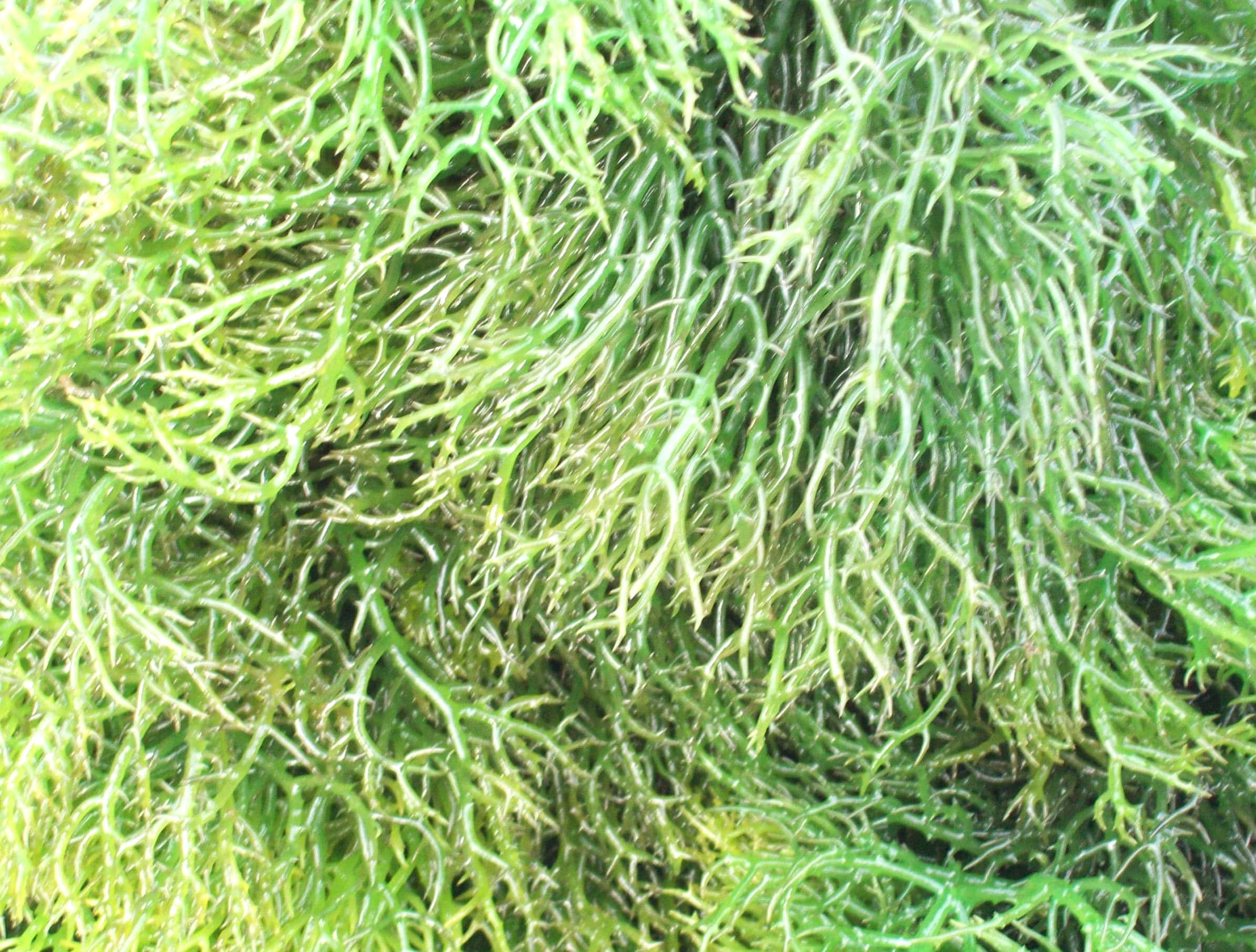 Sea Weed 桌布 壁紙 — 充滿活力的綠色海藻特寫，帶有複雜的分支圖案和閃閃發光的水滴。