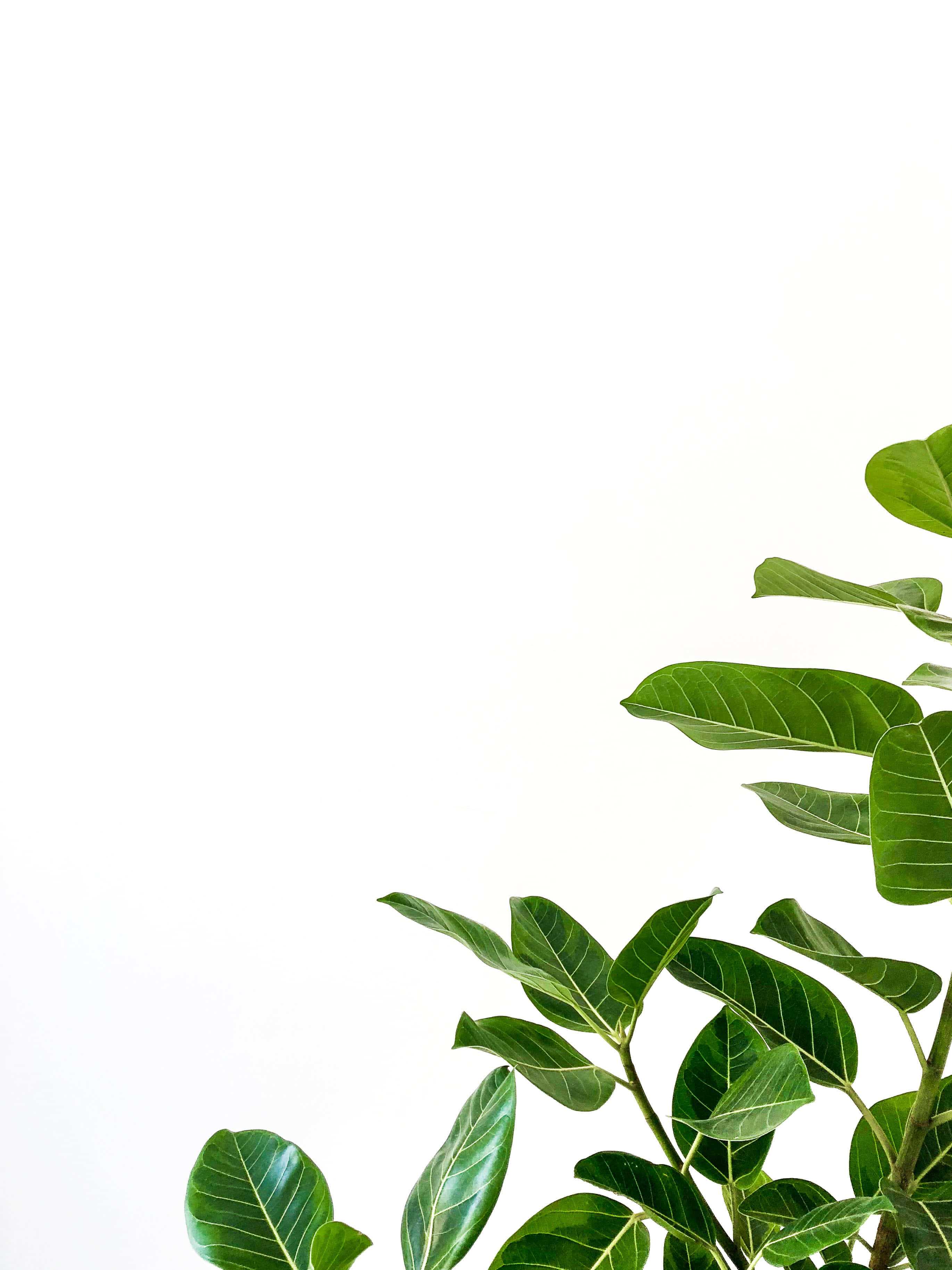 桌布 壁紙 — 充滿活力的綠色無花果樹葉在純白背景上對角線層疊，營造出極簡的植物優雅。