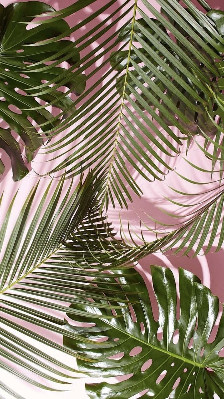 Cute Palm Tree 桌布 壁紙 — 充滿活力的綠色熱帶葉片帶有光澤質感，在柔和的粉紅色背景上以平鋪構圖形成對比。