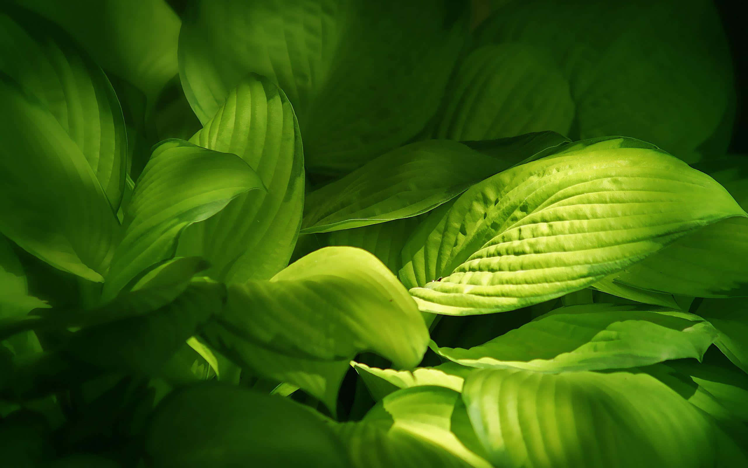 Leaves 桌布 壁紙 — 充滿活力的綠色玉簪葉在陽光穿過茂密樹葉時閃耀，營造出鬱鬱蔥蔥、寧靜的自然場景。