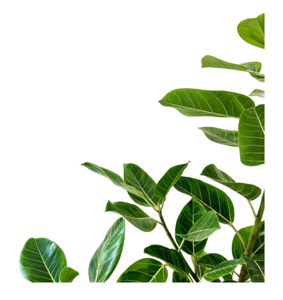 Plant 桌布 壁紙 — 充滿活力的綠色琴葉榕樹枝，帶有光澤的葉子，在純白色背景上框出角落。