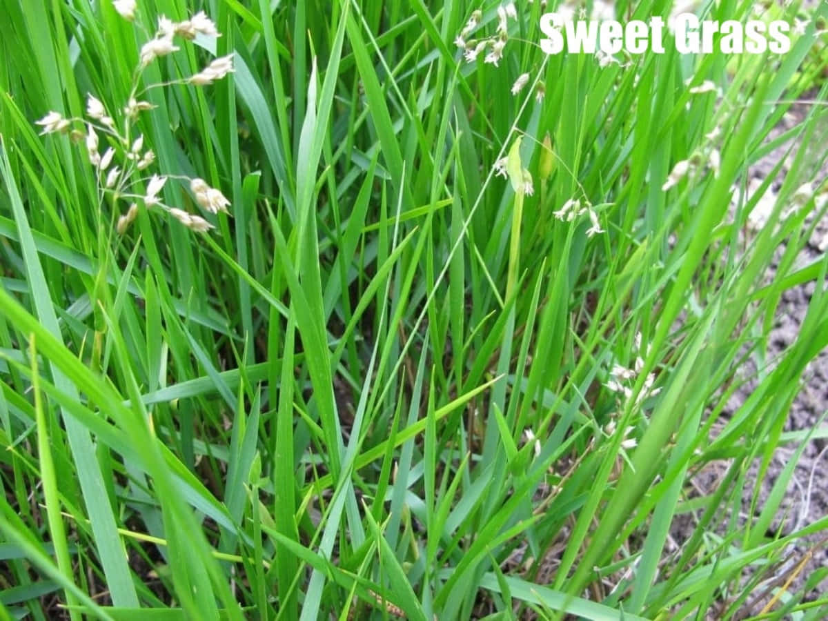 Grass 桌布 壁紙 — 充滿活力的綠色甜草葉片，帶有精緻的白色種子頭，在自然光線中輕輕搖曳。
