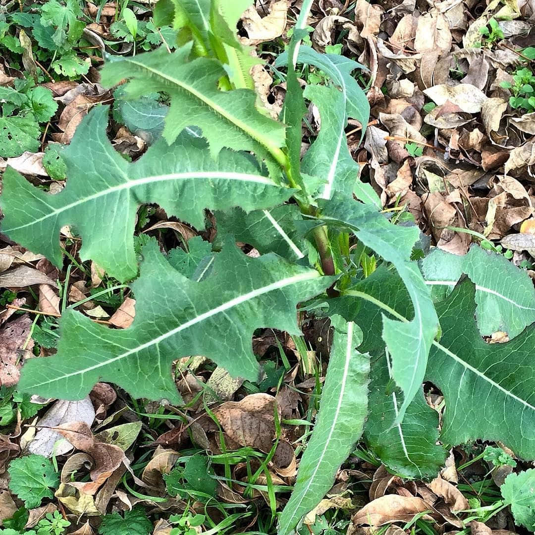 Wild Lettuce 桌布 壁紙 — 充滿活力的綠色生菜植物，帶有鋸齒狀葉子，穿過一層乾燥的棕色樹葉和草生長。