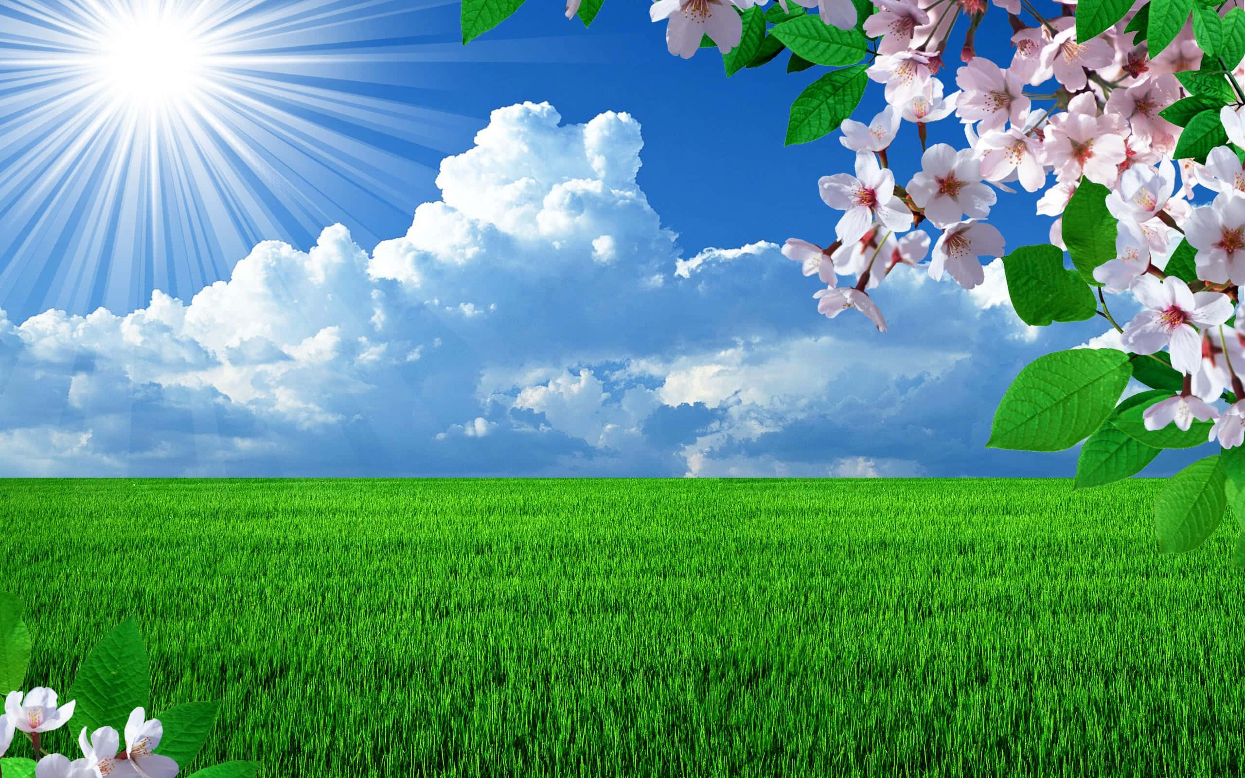 Spring Nature 桌布 壁紙 — 充滿活力的綠色田野在明亮的藍天下延伸，有蓬鬆的雲朵和燦爛的陽光，並由粉紅色的櫻花框住。