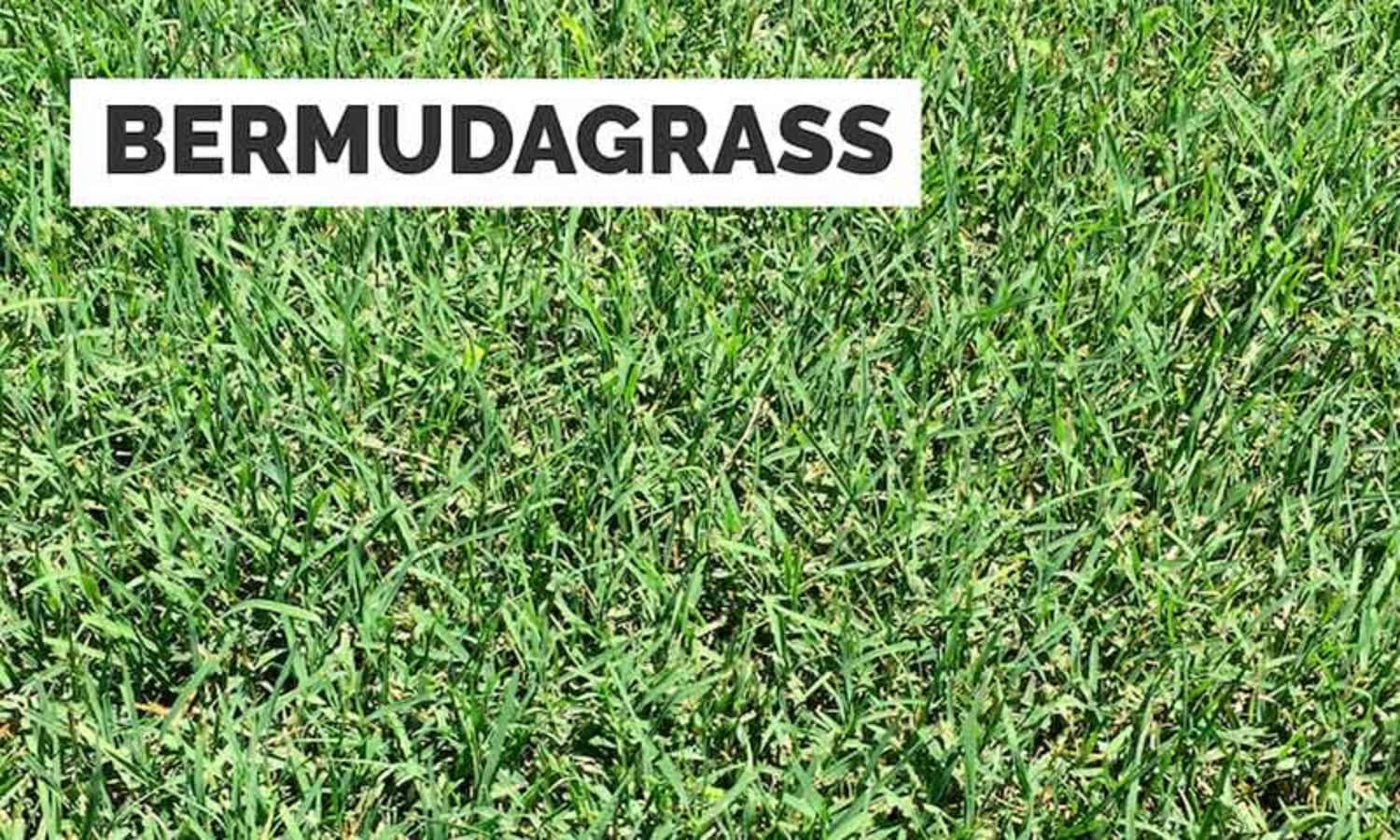 Grass 桌布 壁紙 — 充滿活力的綠色百慕達草葉在明亮的陽光下密集地覆蓋地面。
