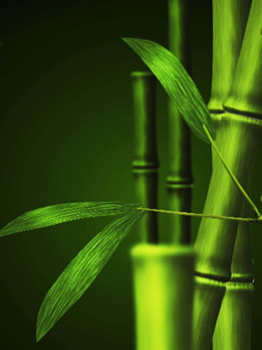 Bamboo Tree 桌布 壁紙 — 充滿活力的綠色竹莖和葉子在深綠色漸變背景上柔和地發光。