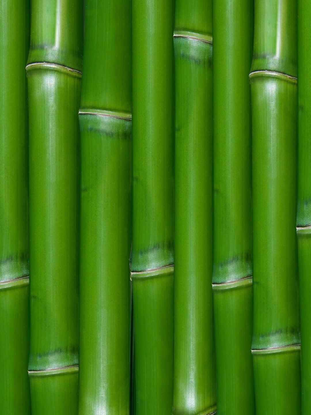 Bamboo Tree 桌布 壁紙 — 充滿活力的綠色竹莖特寫，紋理光滑，帶有自然節點。