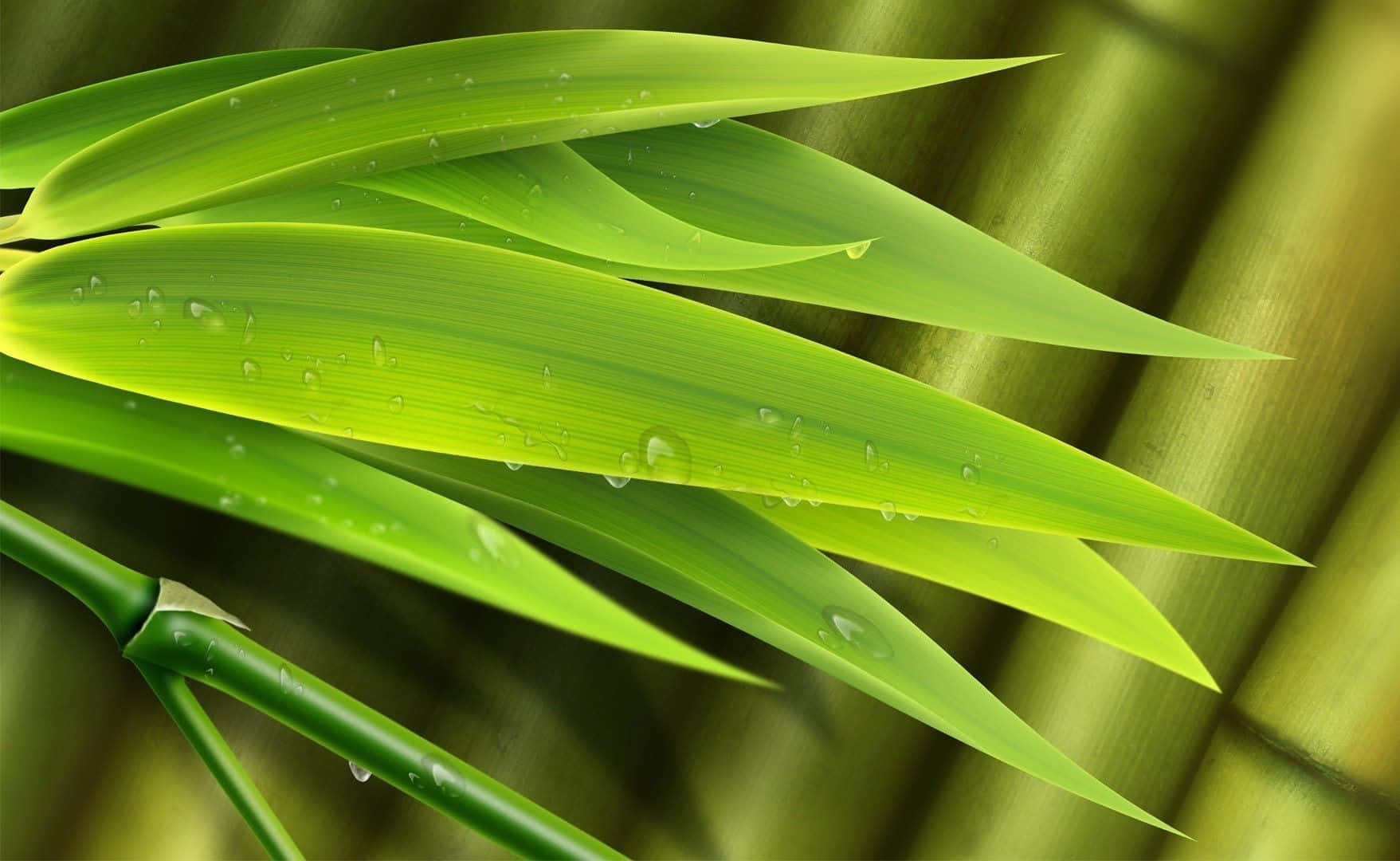 Leaves 桌布 壁紙 — 充滿活力的綠色竹葉在柔和模糊的莖背景上閃爍著露珠。