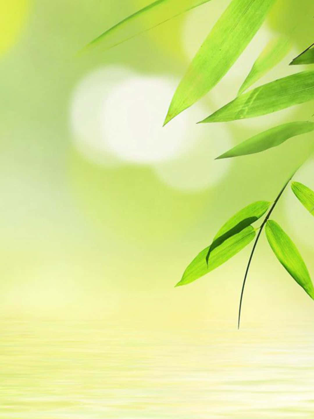 Bamboo Tree 桌布 壁紙 — 充滿活力的綠色竹葉在柔和漫射的陽光下，輕輕彎曲在平靜的水面上。