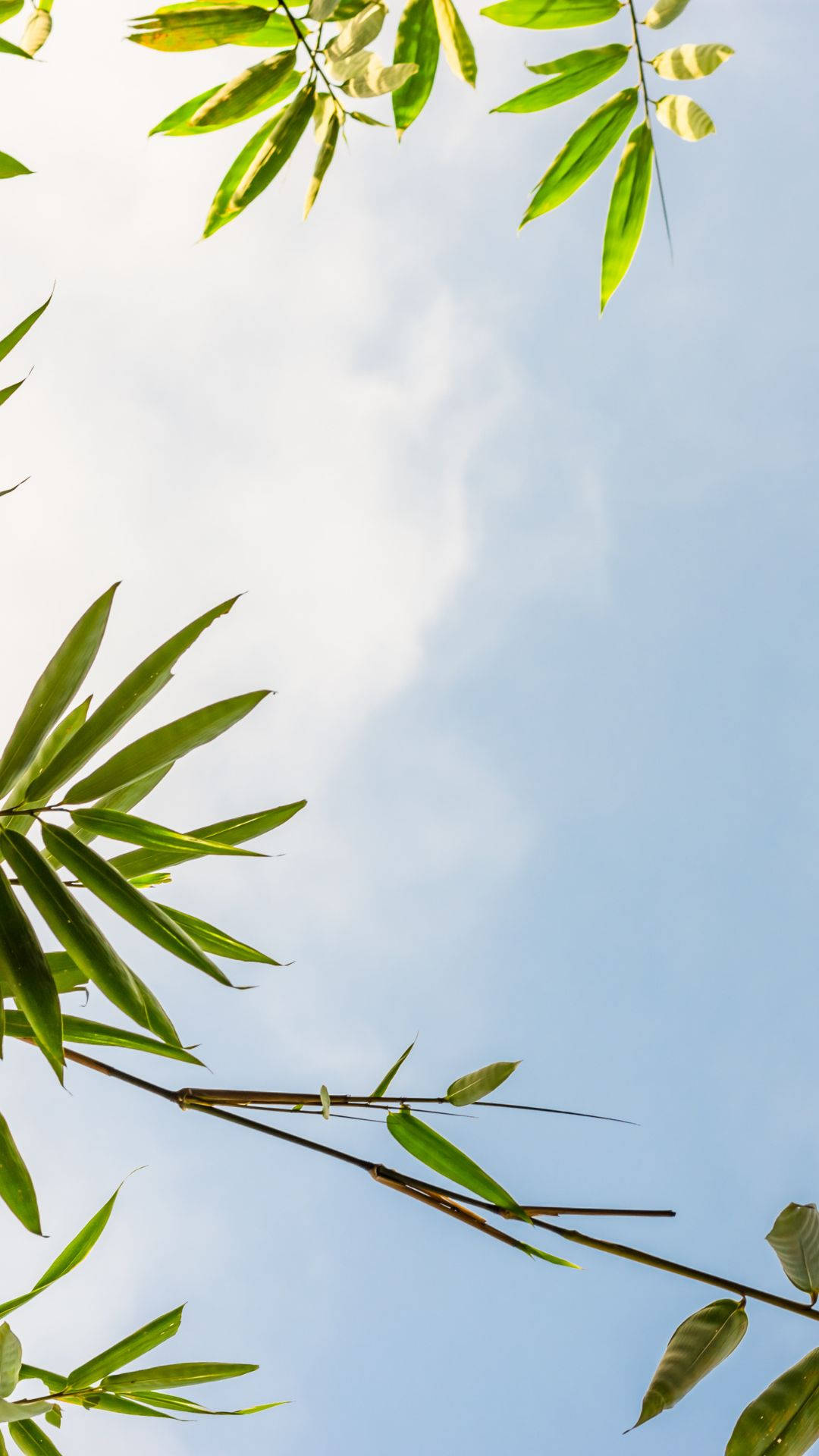 竹葉框住明亮的藍天和縷縷白雲。 — 天堂 壁紙