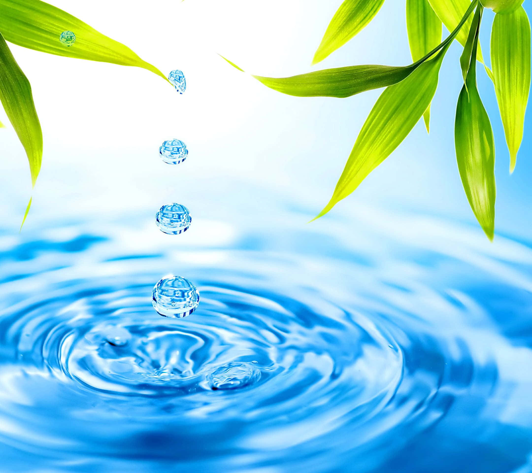 水 桌布 壁紙 — 充滿活力的綠色竹葉滴落晶瑩剔透的水滴，落入閃爍的藍色水池中，形成完美的同心漣漪。