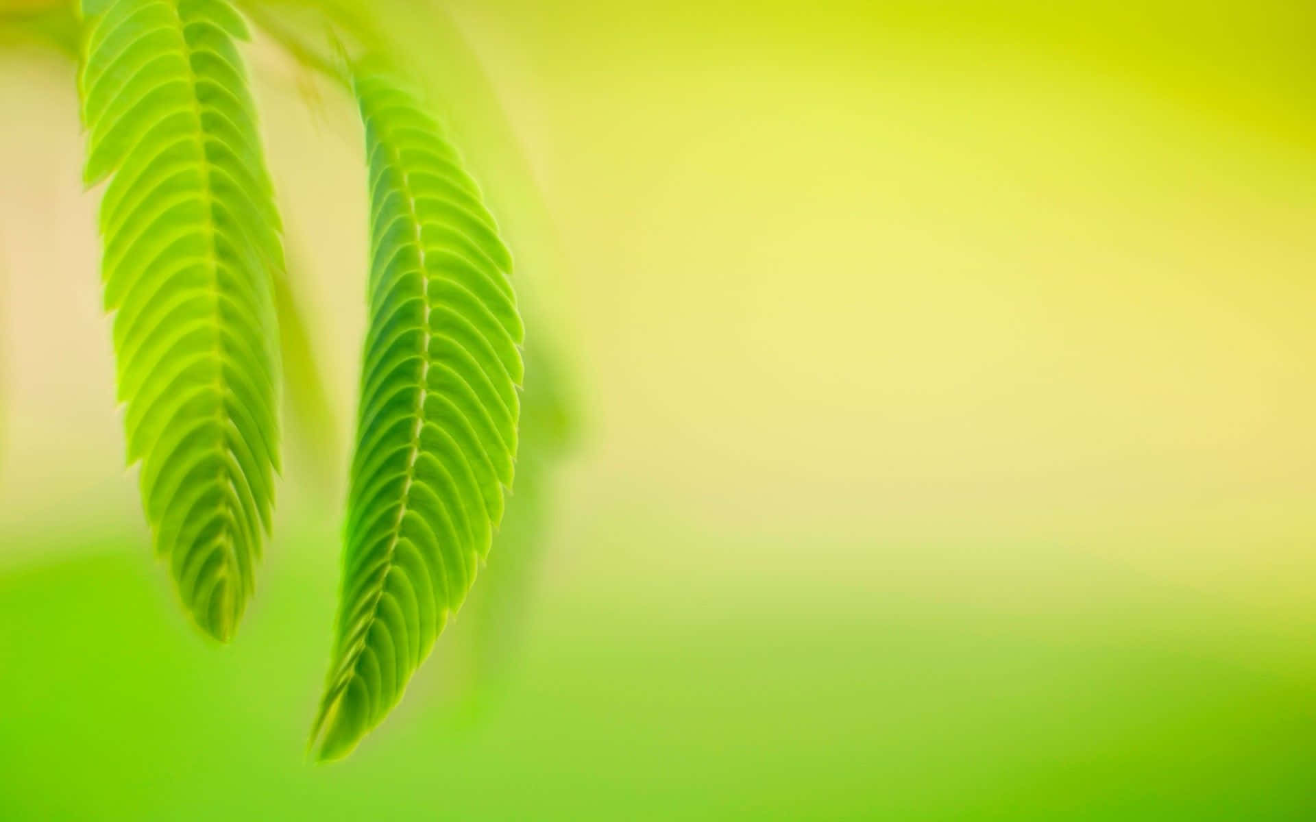 Green Leaf 桌布 壁紙 — 充滿活力的綠色羽毛狀葉子柔和地懸掛在夢幻般的漸變背景上，背景為萊姆和黃色調。
