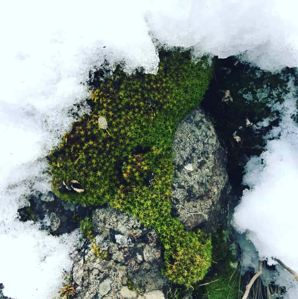 Green Moss 桌布 壁紙 — 充滿活力的綠色苔蘚依附在灰色岩石上，從一層潔白的新雪中探出頭來，構成清晰的冬日景象。