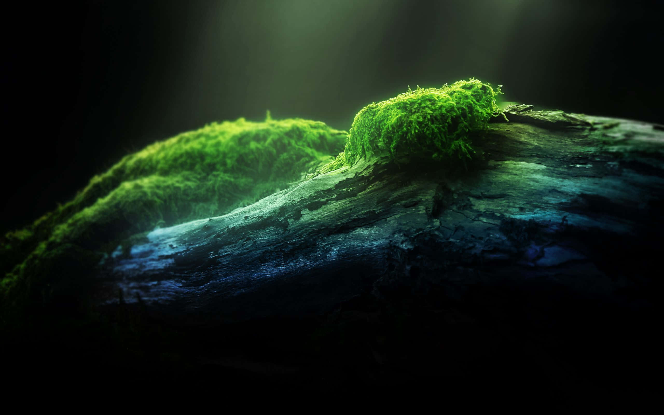 Moss 桌布 壁紙 — 充滿活力的綠色苔蘚依附在風化的木頭上，在黑暗的森林地面上沐浴在戲劇性的背光中。