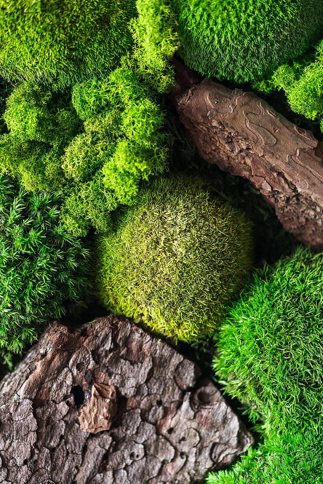 Stone 桌布 壁紙 — 充滿活力的綠色苔蘚叢密集生長在紋理深棕色樹皮周圍，形成近距離自然構圖。