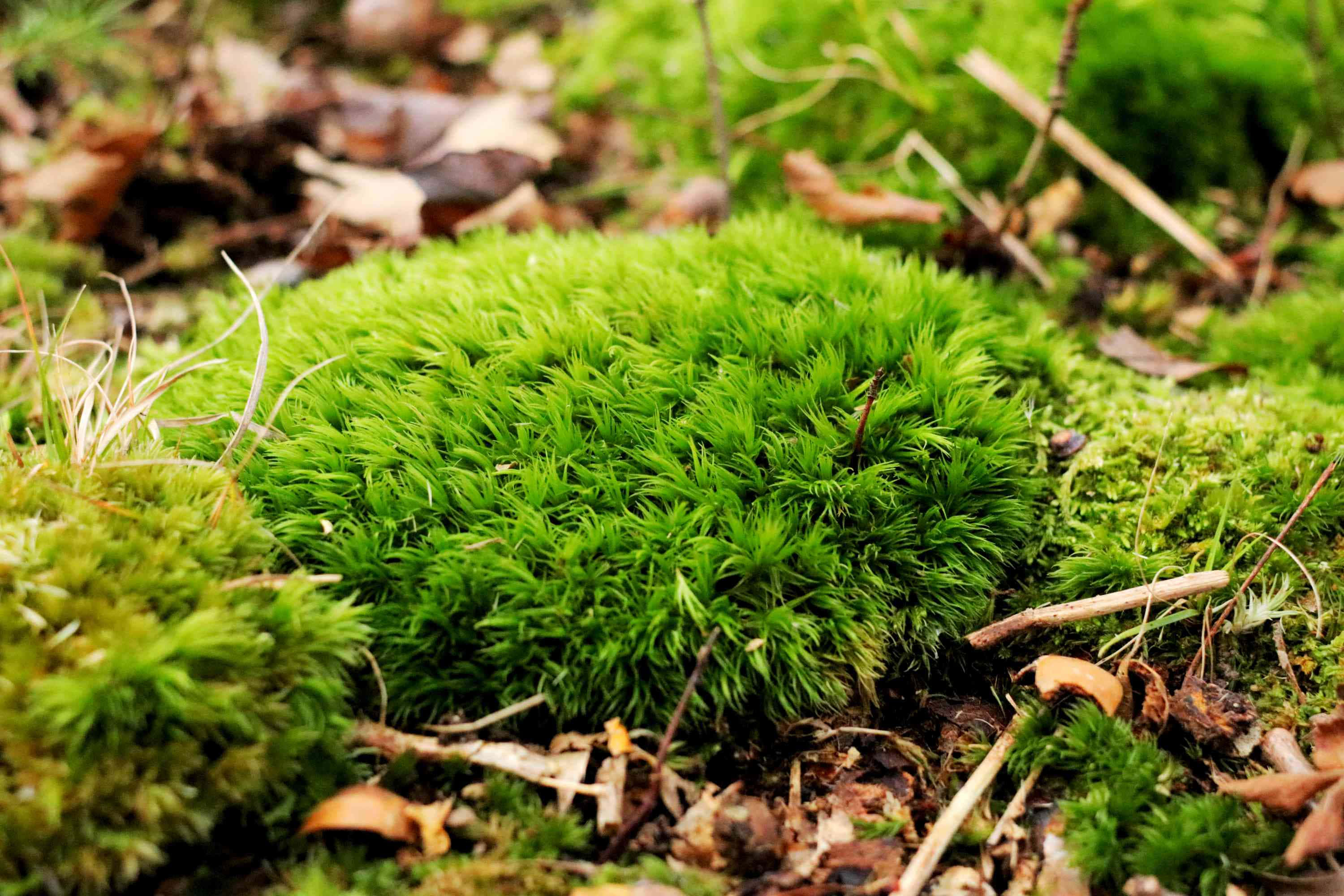 Green Moss 桌布 壁紙 — 充滿活力的綠色苔蘚在森林地面上形成茂密的地毯，散落著乾燥的棕色樹葉和樹枝。