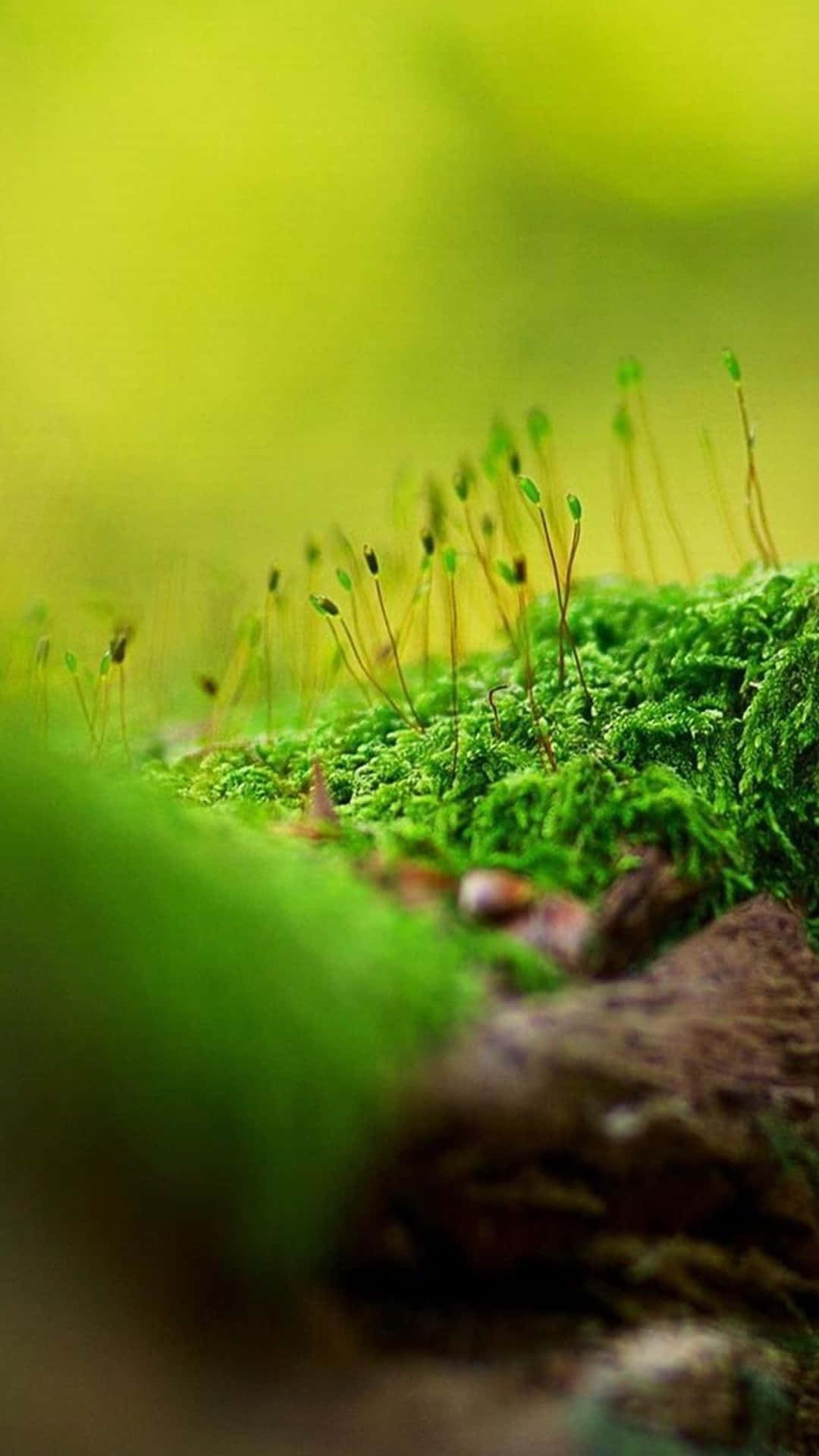 Moss 桌布 壁紙 — 充滿活力的綠色苔蘚帶有精緻的孢子體，從沐浴在柔和金色光線中的森林地面升起。