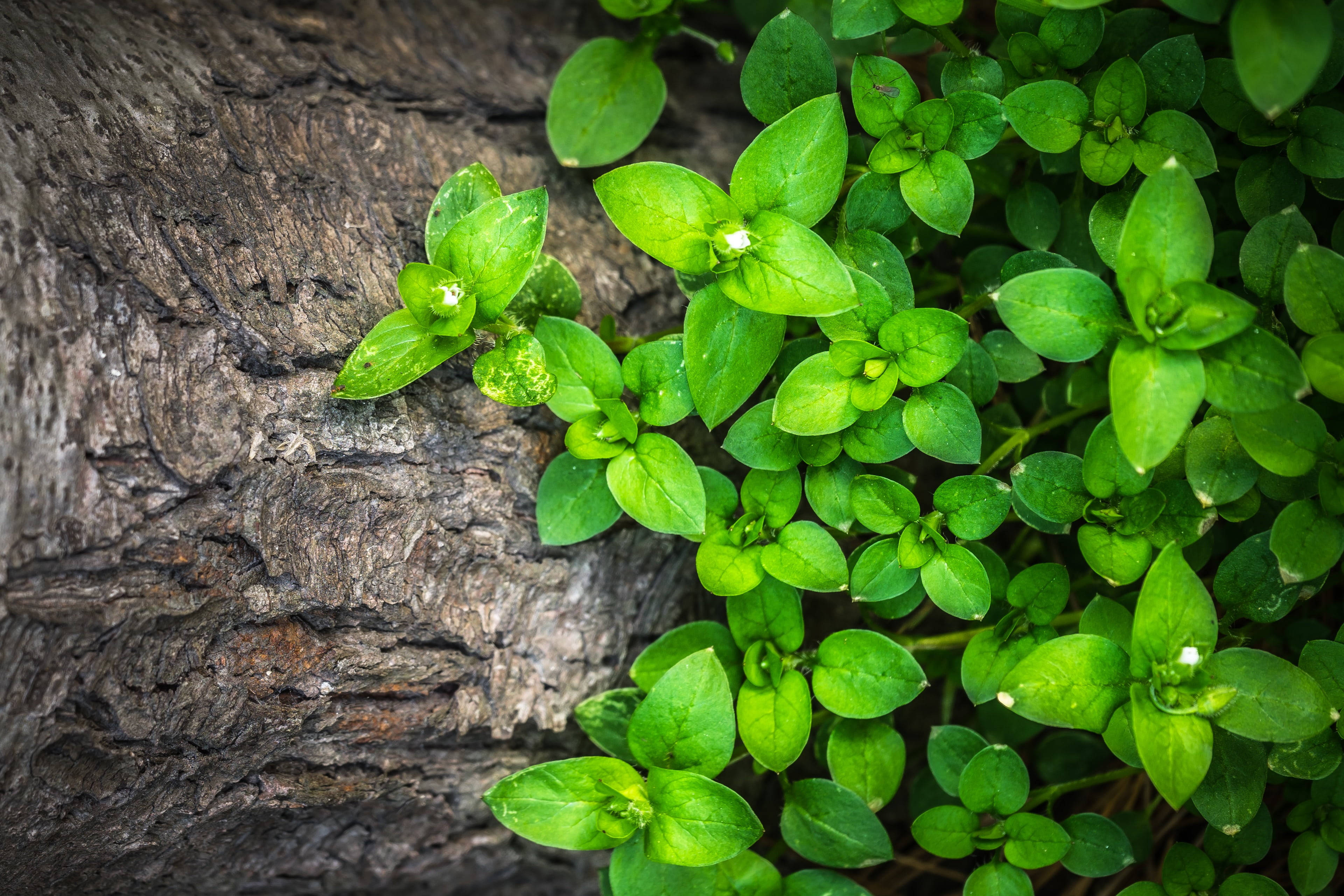 Plant Aesthetic 桌布 壁紙 — 充滿活力的綠色苔蘚植物，帶有細小的白色花朵，從粗糙的樹皮中萌芽，特寫自然場景。