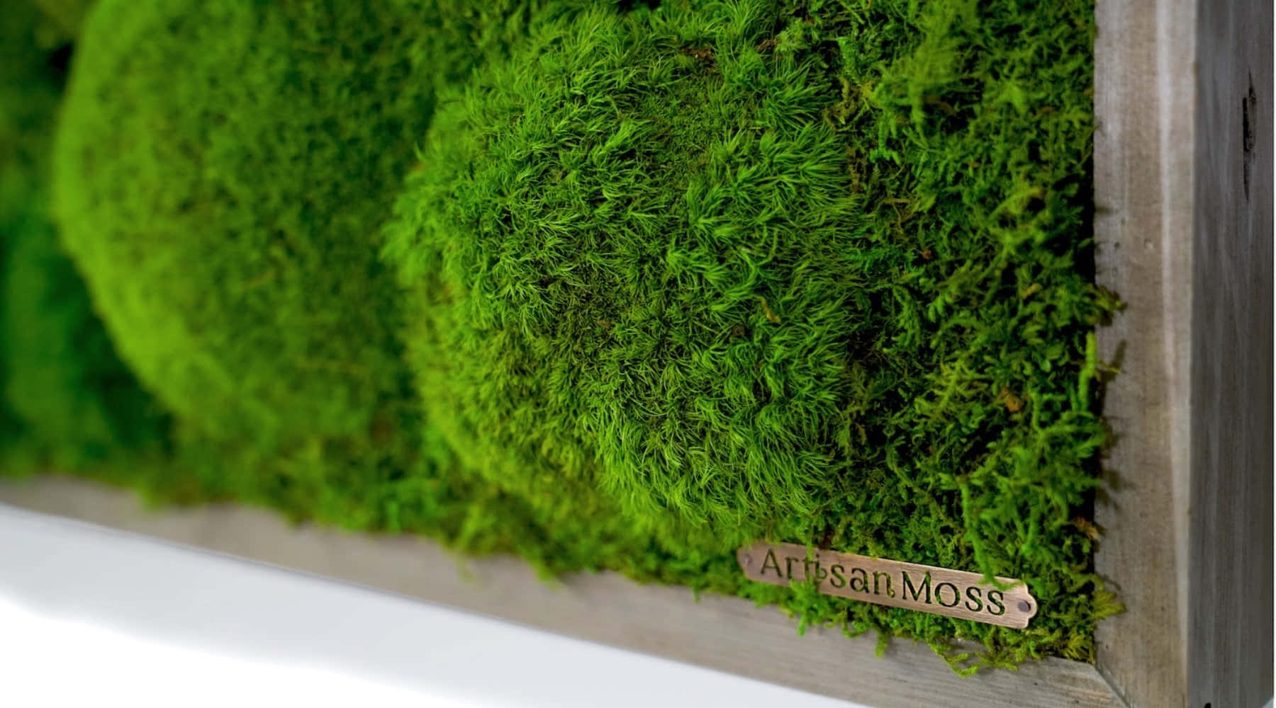 Green Moss 桌布 壁紙 — 充滿活力的綠色苔蘚球鑲嵌在木框內，附有刻著ArtisanMoss的黃銅牌匾。