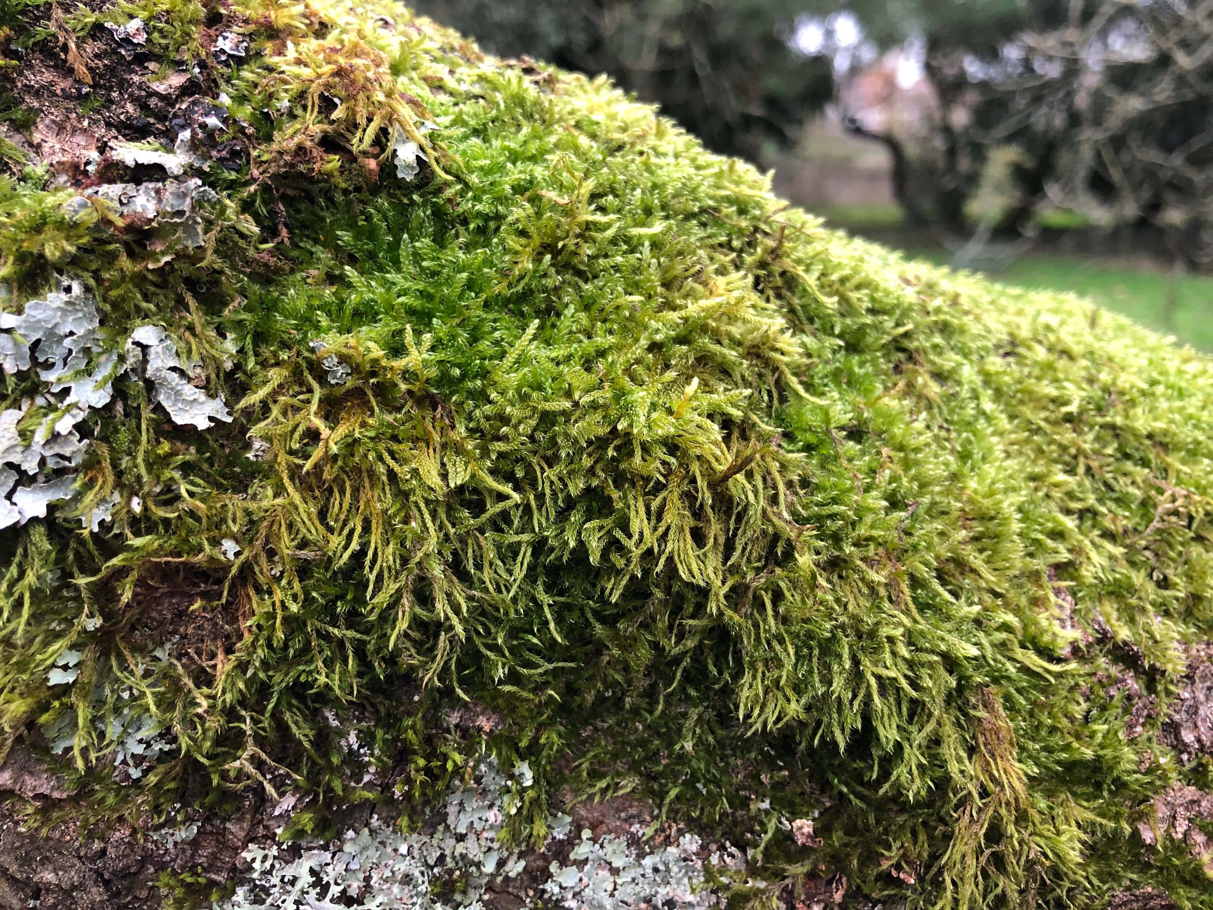 Green Moss 桌布 壁紙 — 充滿活力的綠色苔蘚覆蓋著帶有灰色地衣斑塊的紋理樹幹，處於柔和的自然環境中。