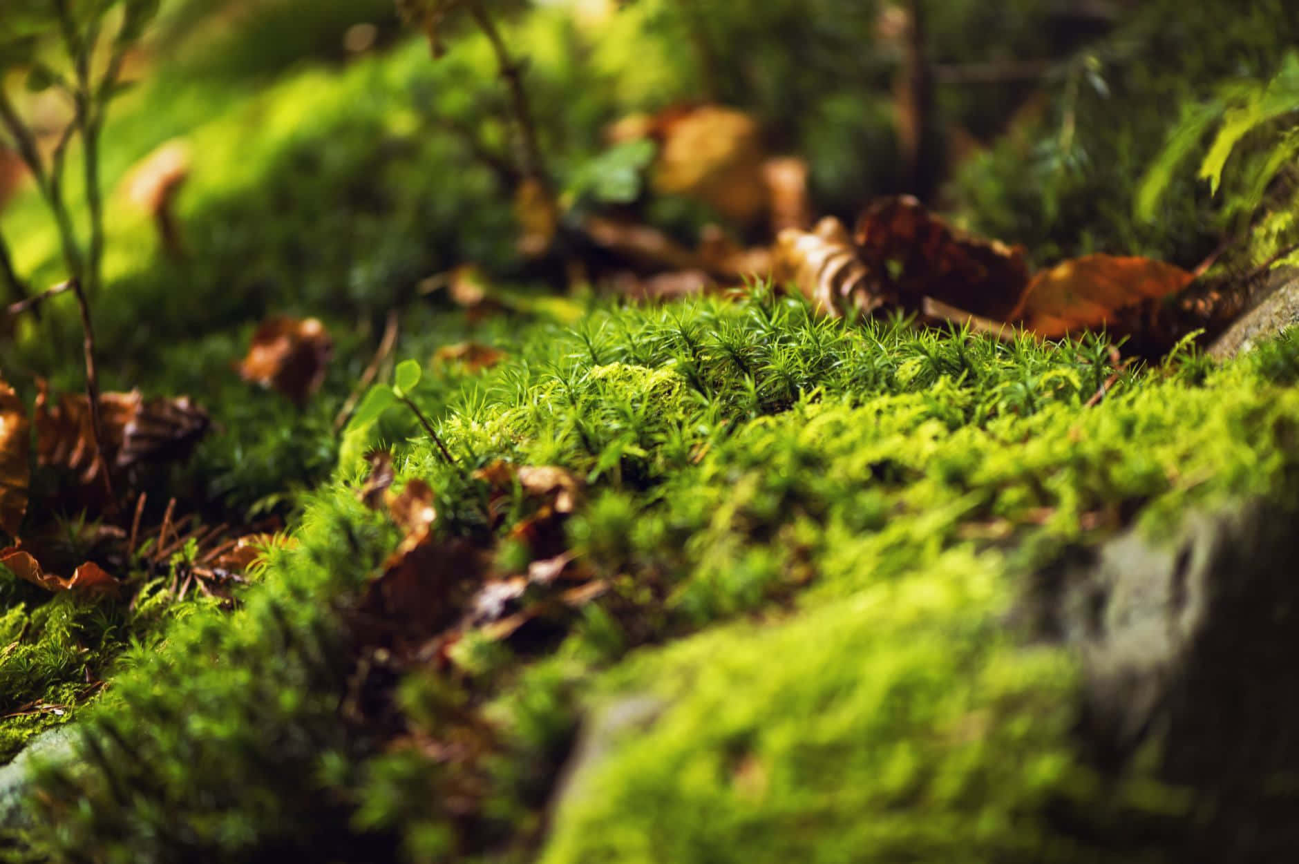 Green Moss 桌布 壁紙 — 充滿活力的綠色苔蘚覆蓋著森林地面，散落著棕色樹葉，在柔和斑駁的陽光下。