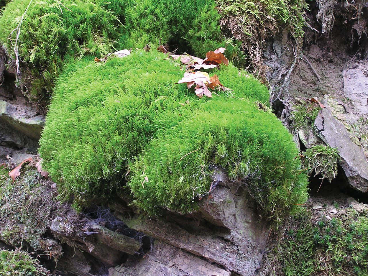 Green Moss 桌布 壁紙 — 充滿活力的綠色苔蘚覆蓋著粗糙的岩石表面，散落的棕色樹葉增添了樸實的對比。