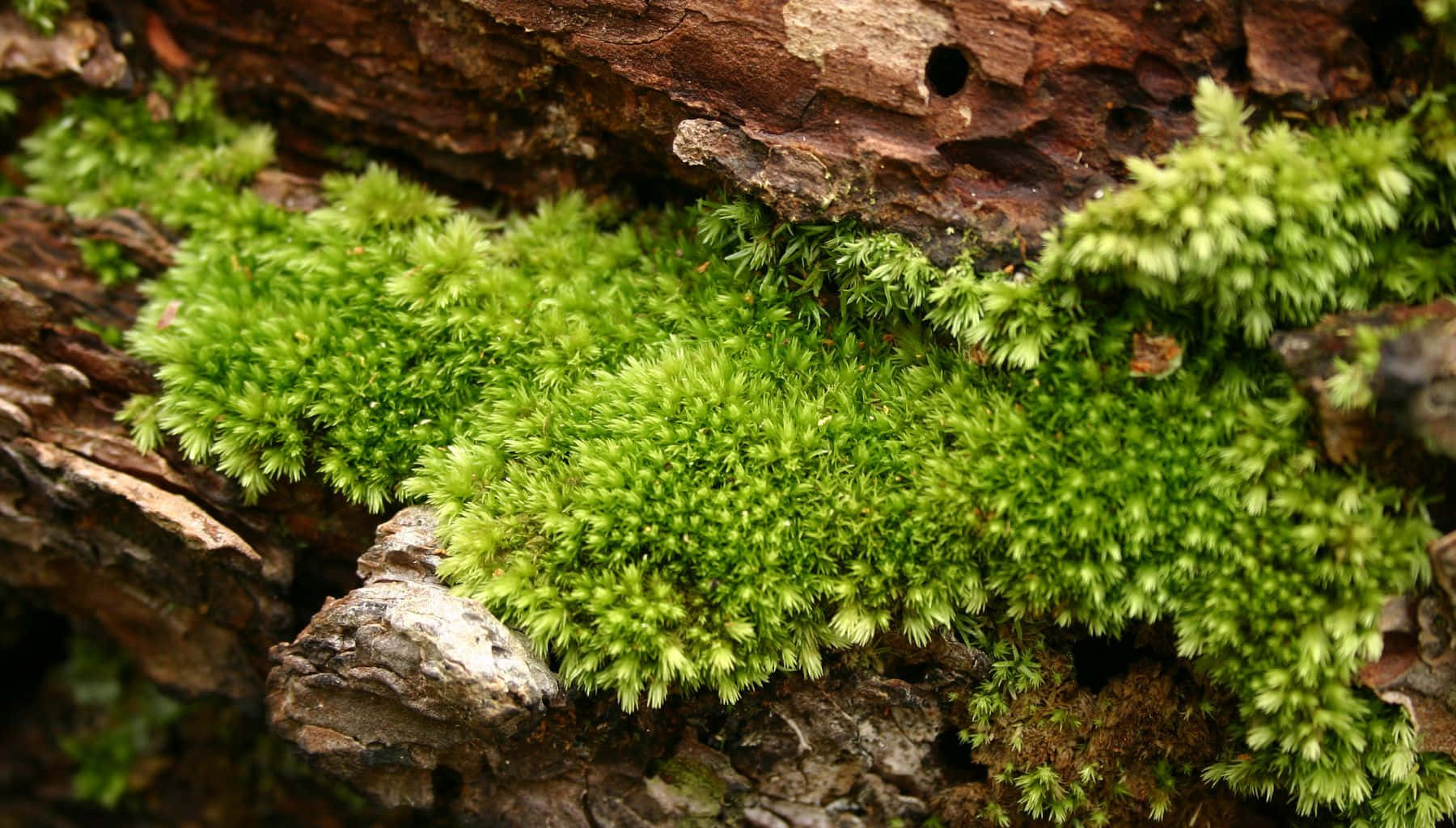 Green Moss 桌布 壁紙 — 充滿活力的綠色苔蘚覆蓋著風化的棕色樹皮，特寫森林地面場景。
