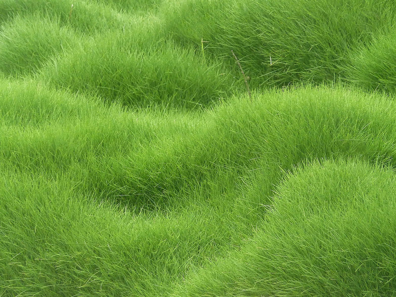 Green Grass 桌布 壁紙 — 充滿活力的綠色草叢在陽光明媚的田野中輕輕起伏，營造出茂密且富有紋理的前景。