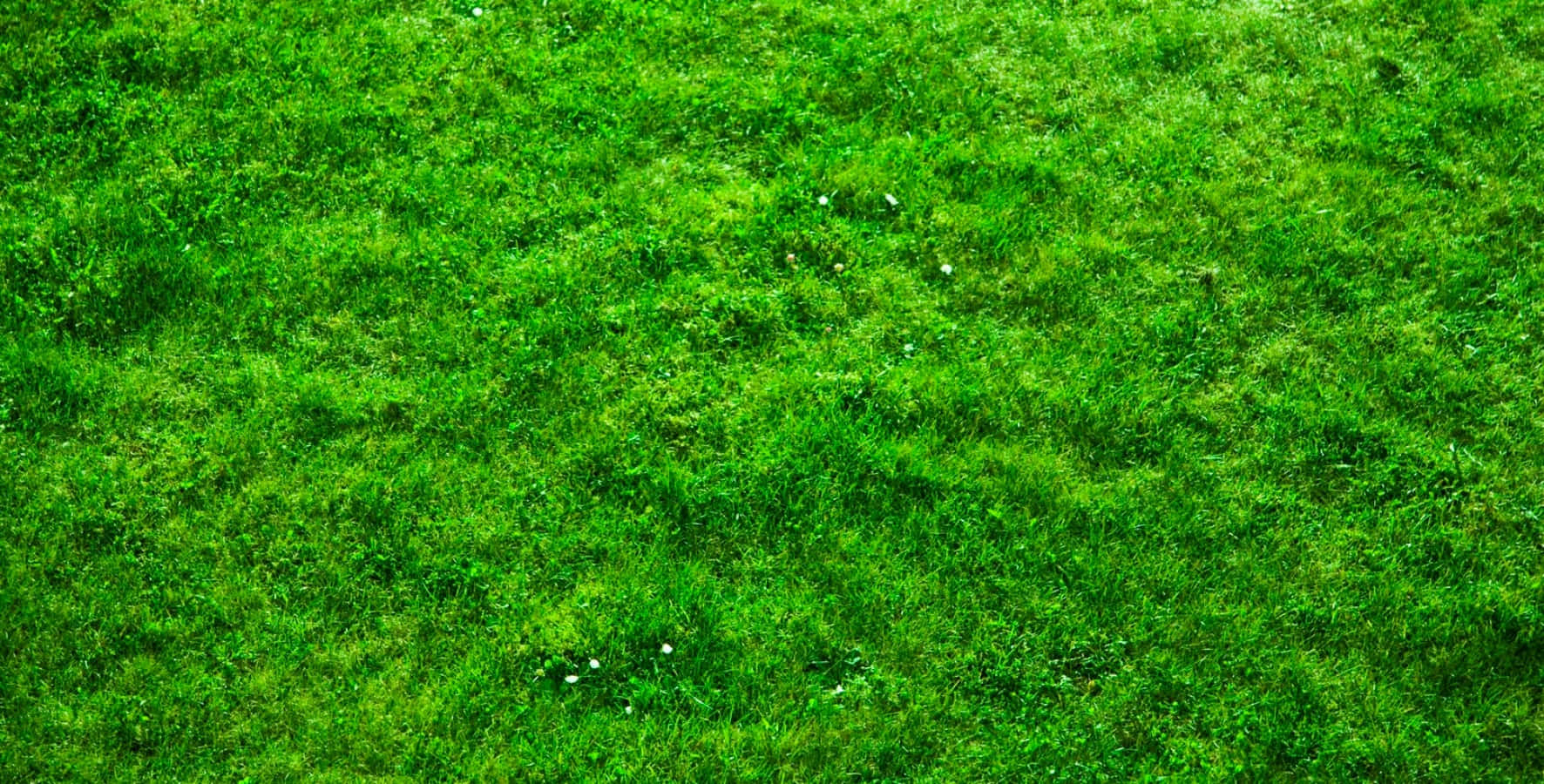 Grass Texture 桌布 壁紙 — 充滿活力的綠色草地上散落著細小的白色花朵，在柔和自然光下輕輕搖曳。