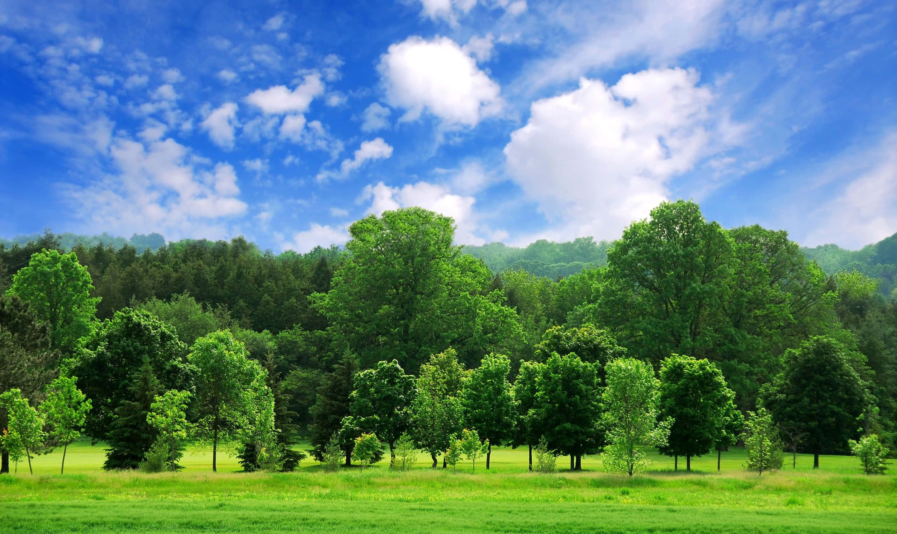 Summer Landscape 桌布 壁紙 — 充滿活力的綠色草地上點綴著樹木，明亮的藍天上有蓬鬆的白雲。