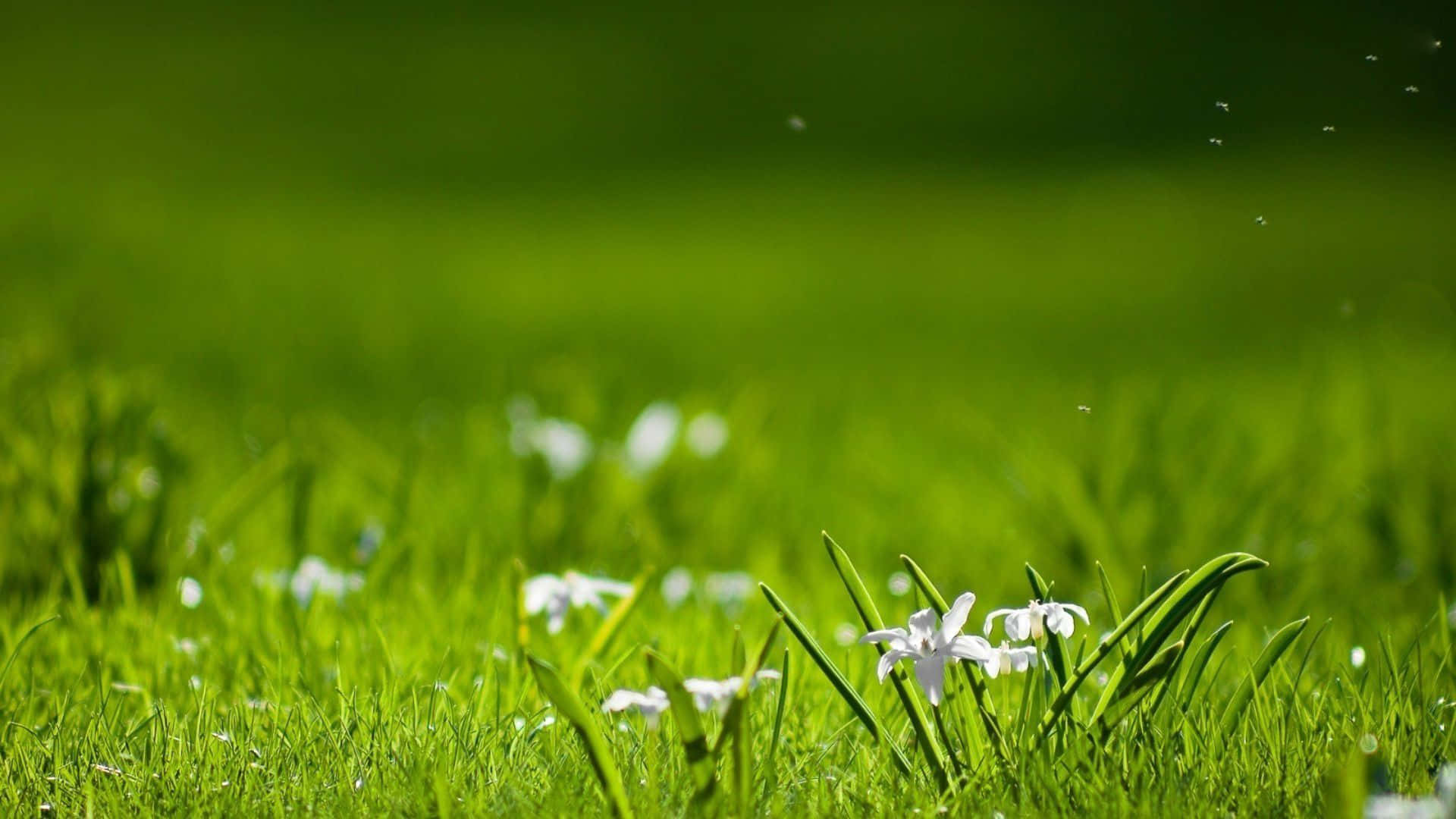 Spring Grass 桌布 壁紙 — 充滿活力的綠色草地上點綴著精緻的白色花朵，在明亮的陽光下，昆蟲在空中飄浮。