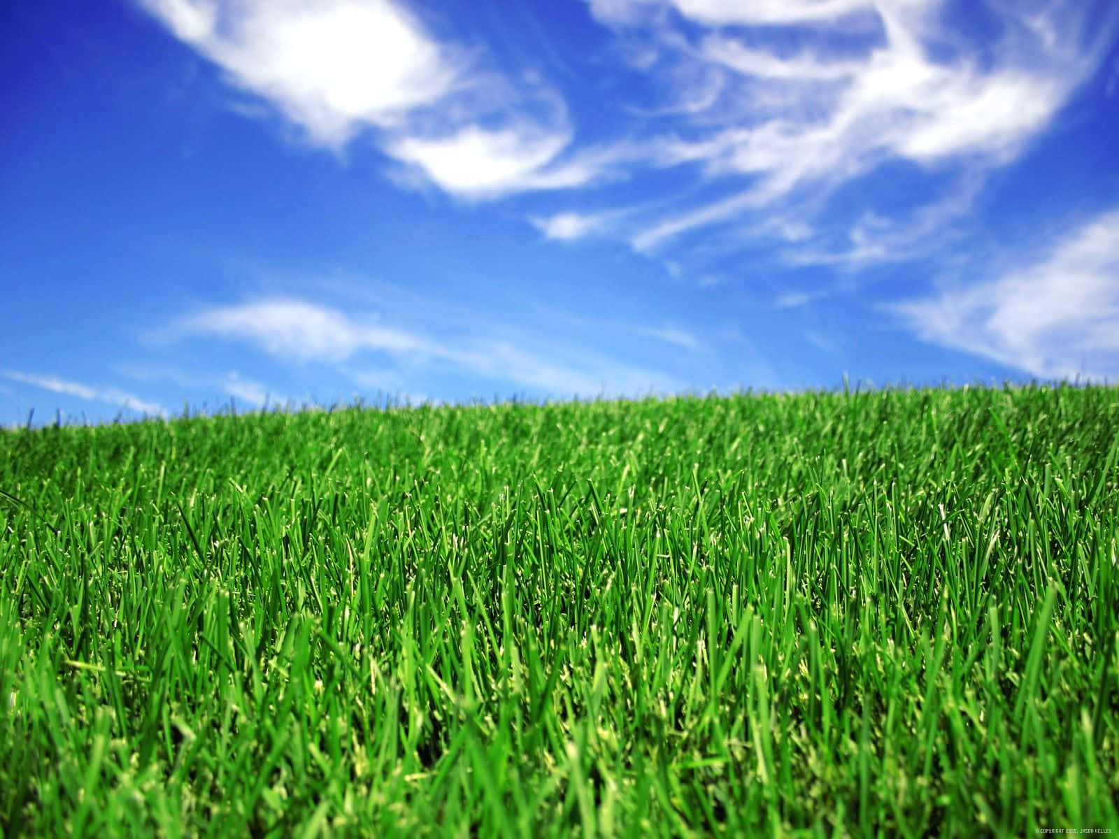 Green Grass 桌布 壁紙 — 充滿活力的綠色草地在一片明亮的藍天下延伸，點綴著縷縷白雲。