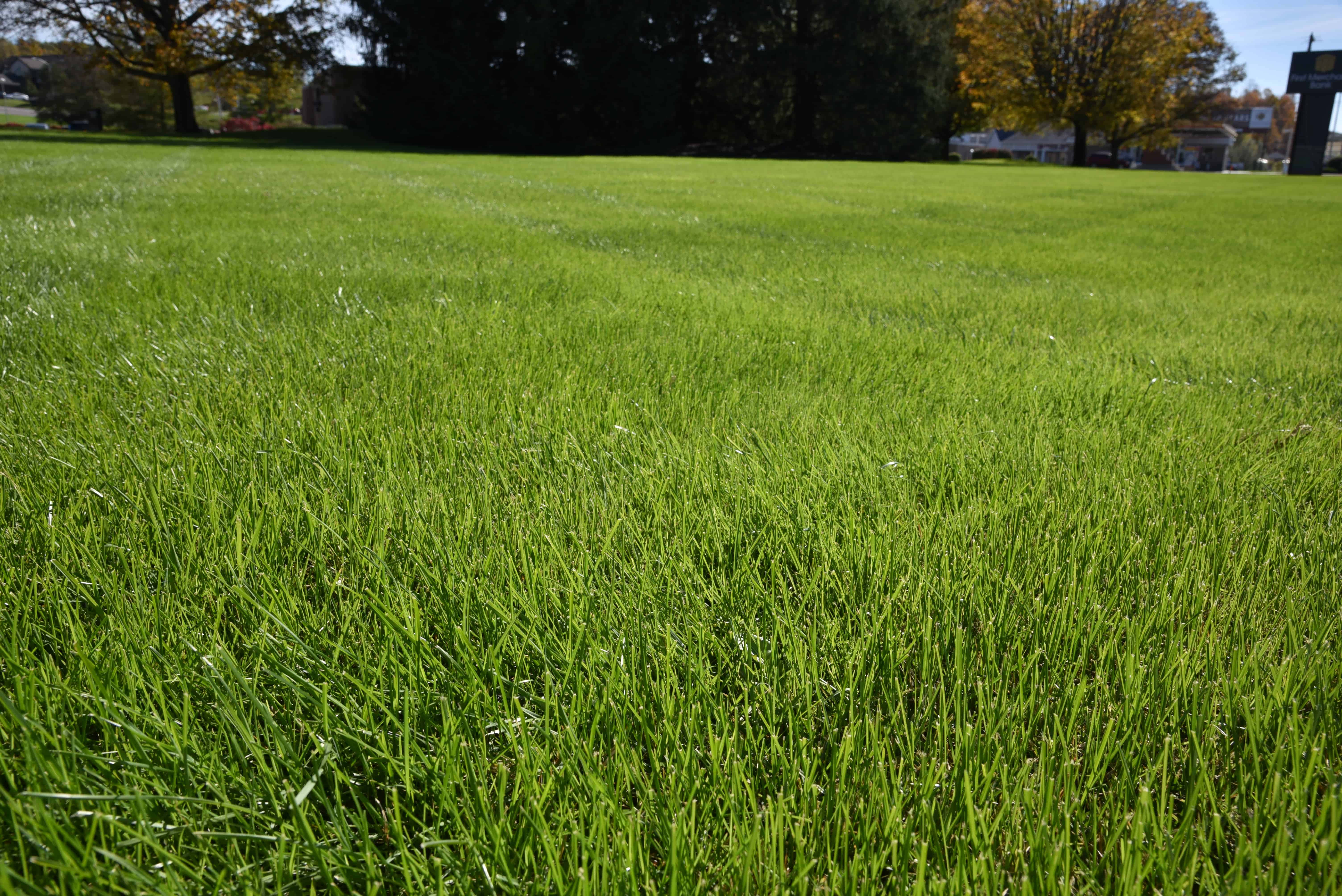 Green Grass 桌布 壁紙 — 充滿活力的綠色草地延伸至陽光明媚的田野，遠處有秋樹和房屋。