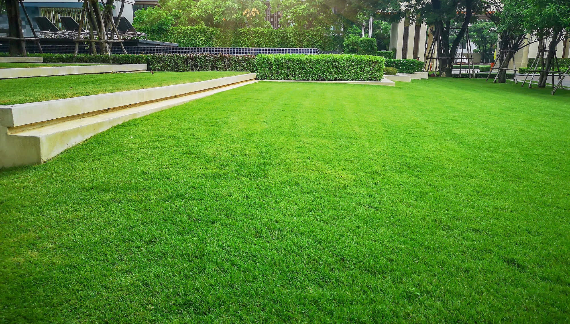 Green Grass 桌布 壁紙 — 充滿活力的綠色草坪在明亮的日光下延伸向修剪整齊的樹籬和現代混凝土台階。
