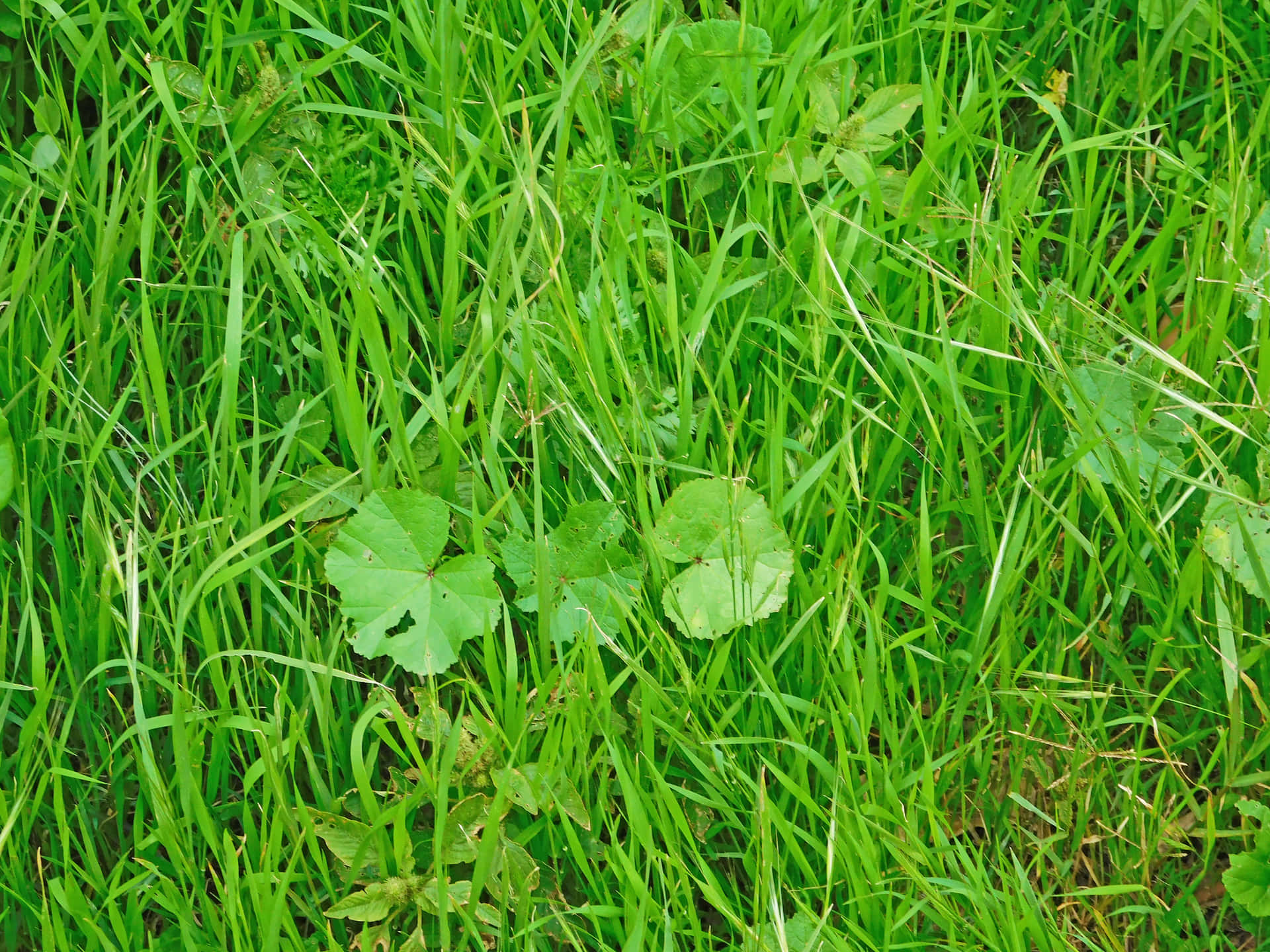Lawn Texture 壁紙 — 充滿活力的綠色草葉和闊葉植物在陽光明媚的草地上搖曳，具有自然的深度和質感。