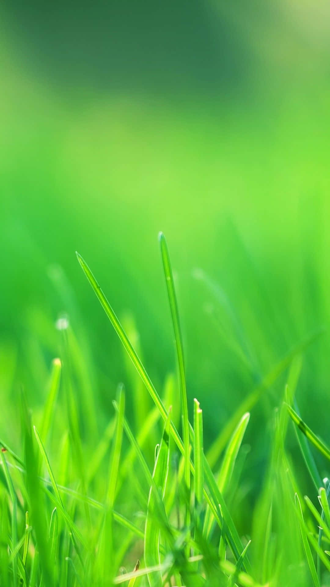 Nature Green 桌布 壁紙 — 充滿活力的綠色草葉在前景中清晰挺立，柔和的模糊綠色背景營造出寧靜的自然深度。