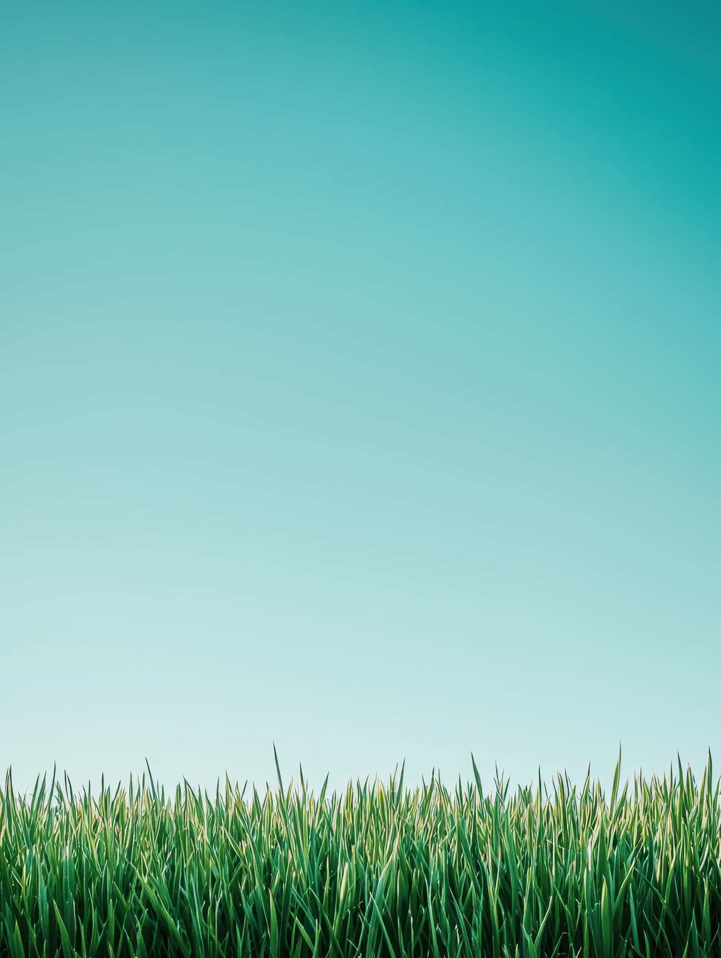 Serene Shot of Vibrant Green Grass Blades Against a Clear Blue Sky 壁紙 — 充滿活力的綠色草葉在底部延伸，背景是寧靜的漸變青綠色天空。
