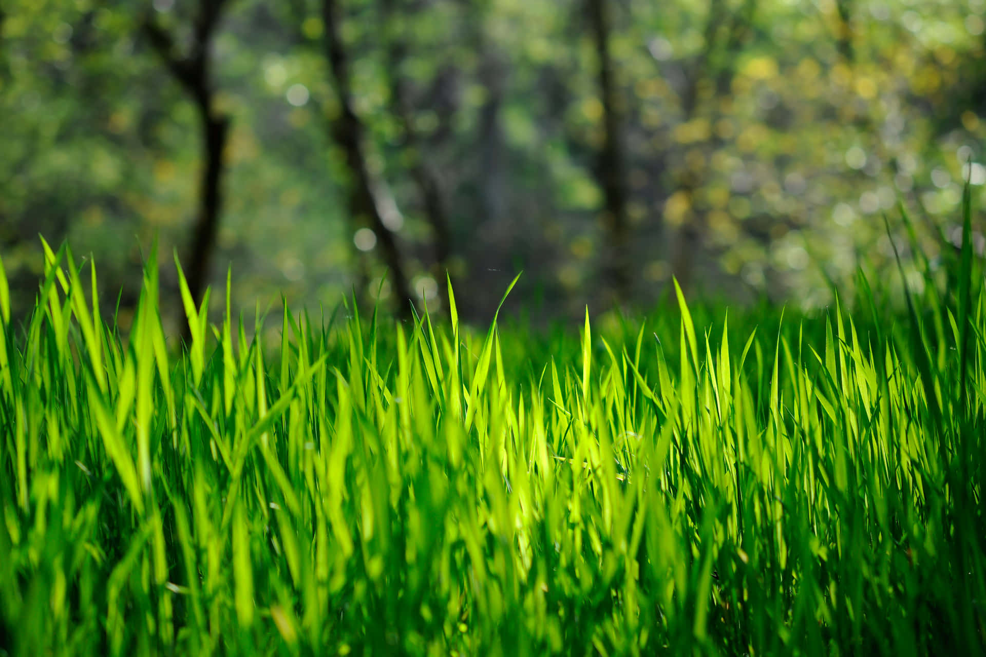 Grass 桌布 壁紙 — 充滿活力的綠色草葉在斑駁的陽光下閃閃發光，背景是模糊的森林樹木。