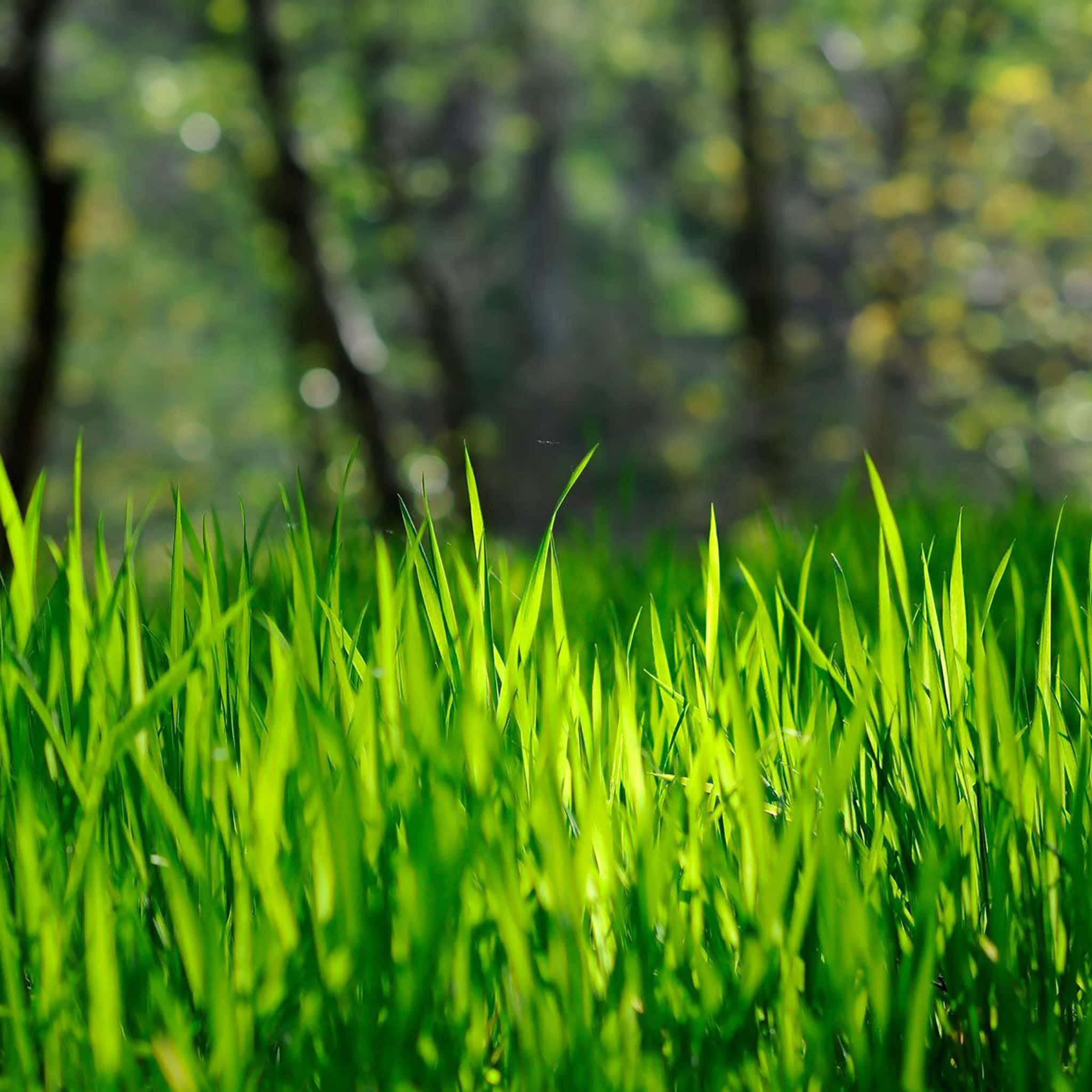 Spring Laptop 桌布 壁紙 — 充滿活力的綠色草葉在斑駁的陽光下閃閃發光，背景是模糊的森林樹木。