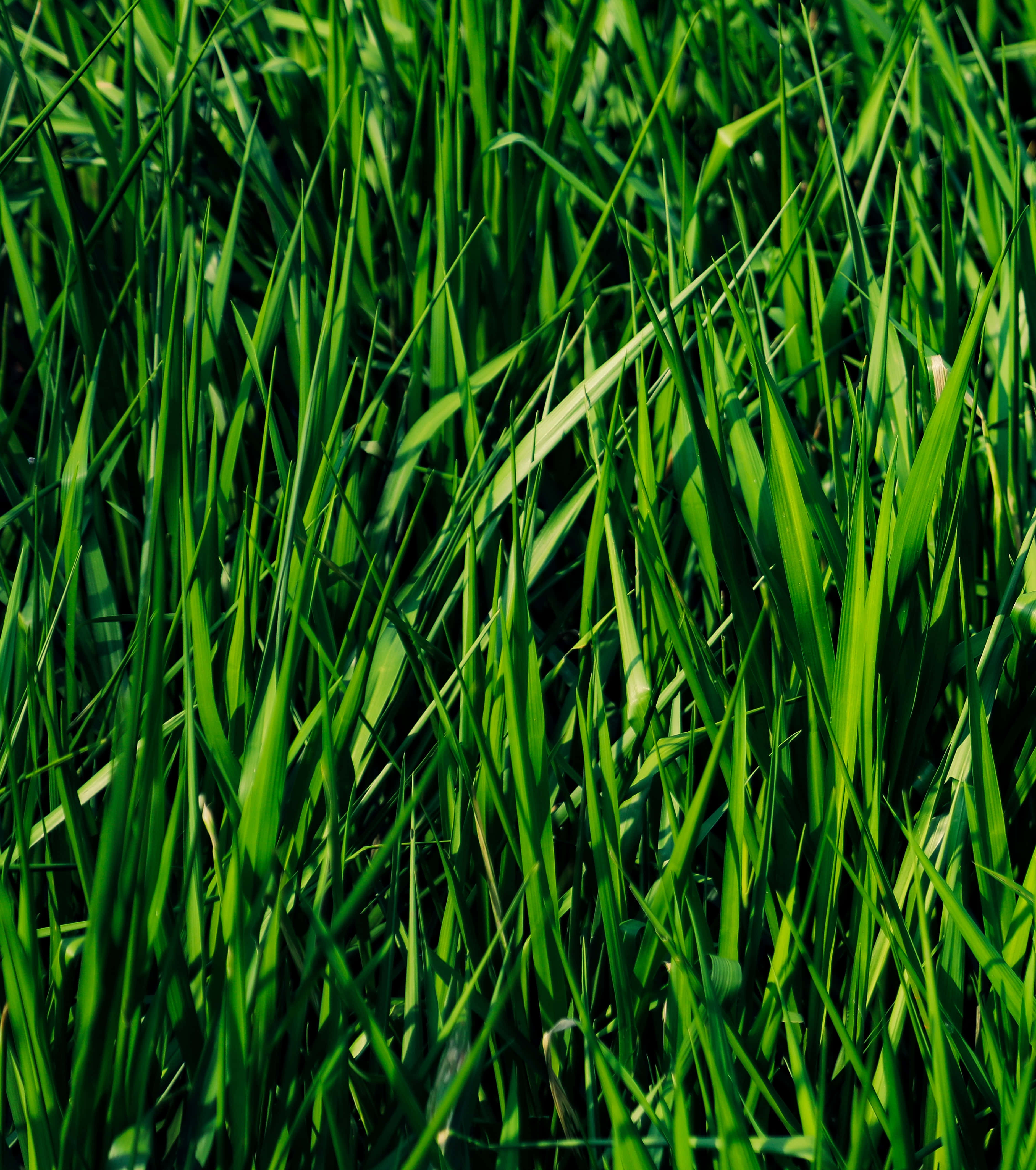 Grass 桌布 壁紙 — 充滿活力的綠色草葉在斑駁的陽光中搖曳，形成茂密有質感的天然地毯。